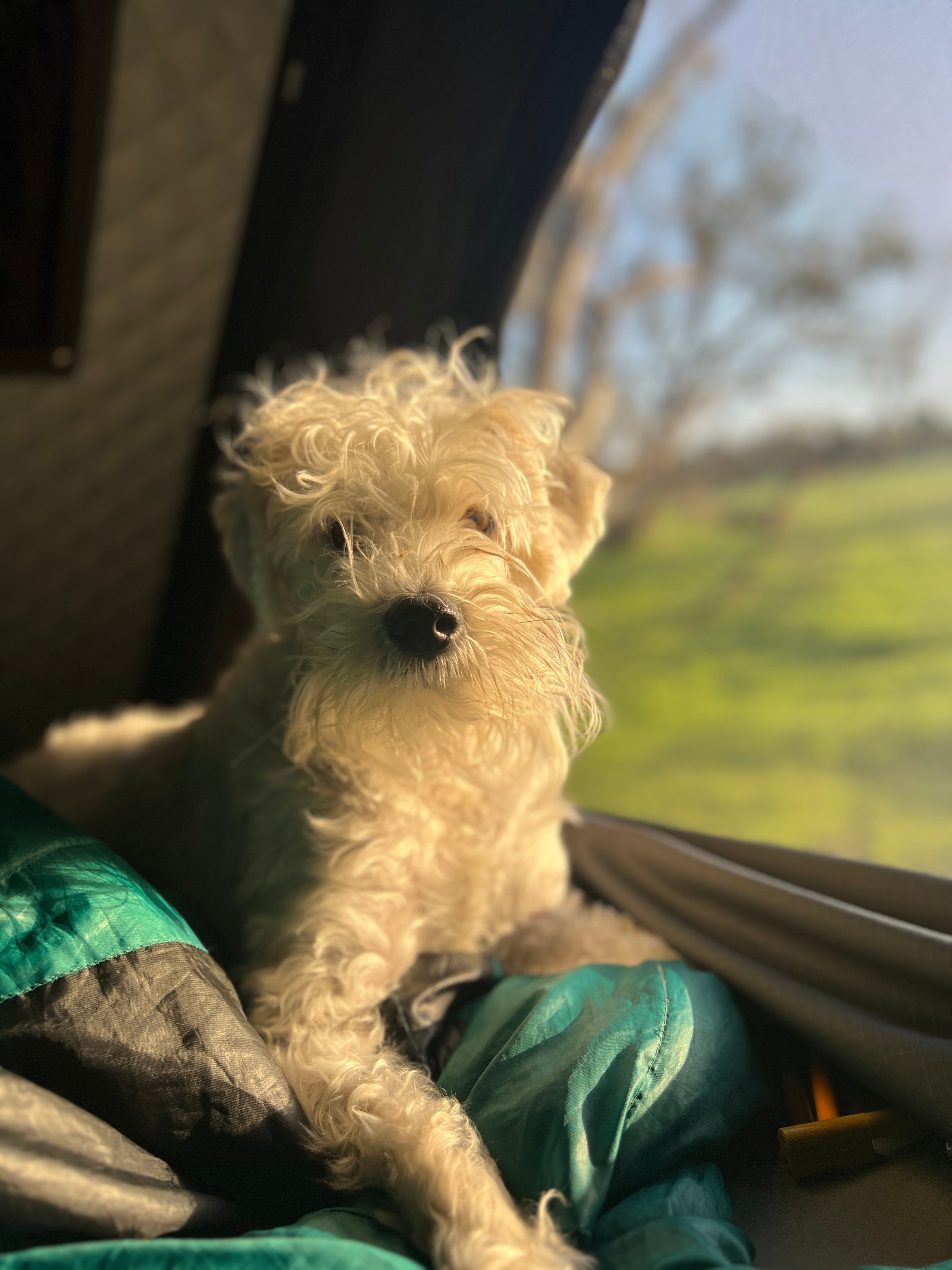 Watching the sheep from the RTT