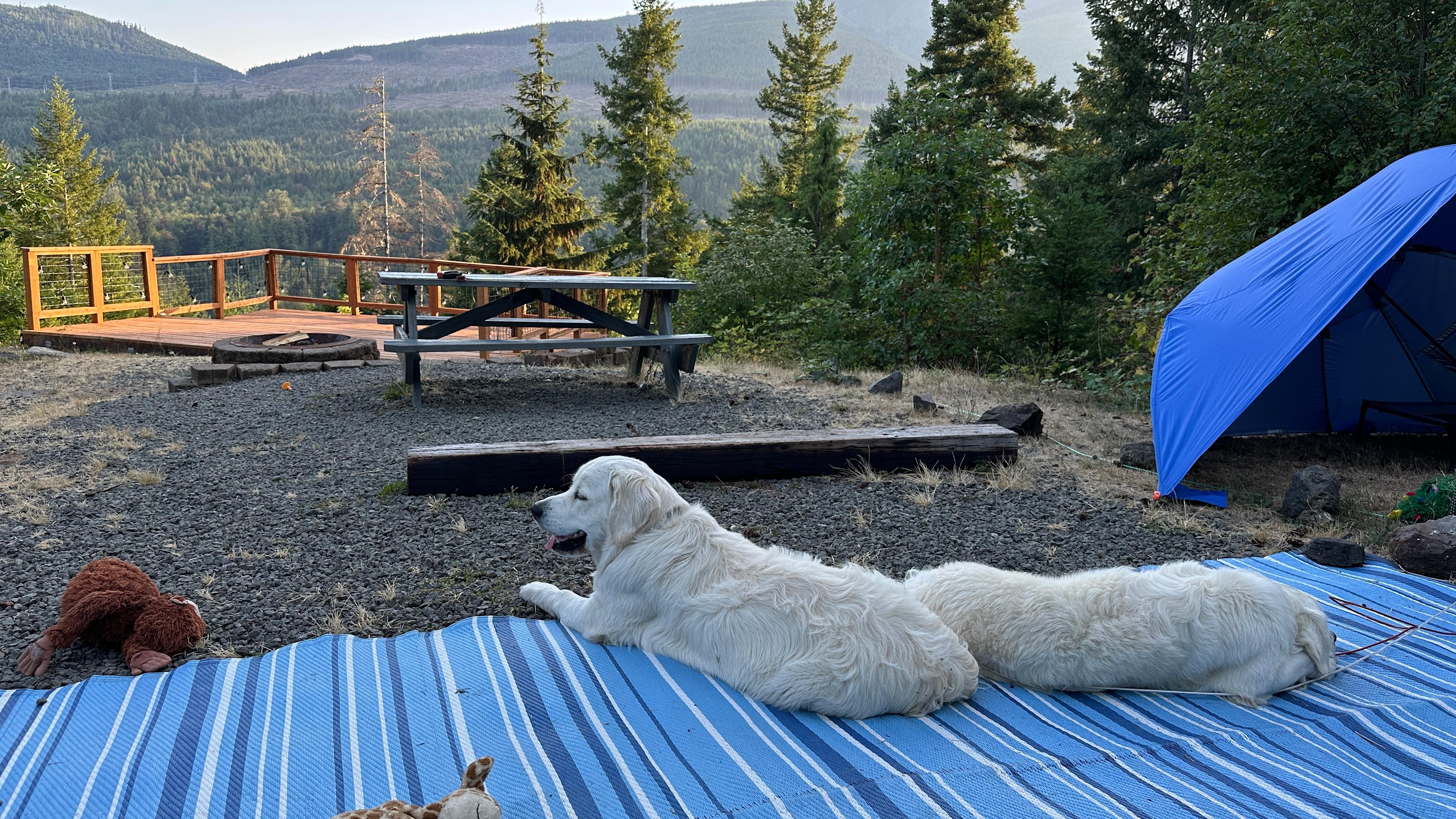 Good shade for the pups who loved their stay!