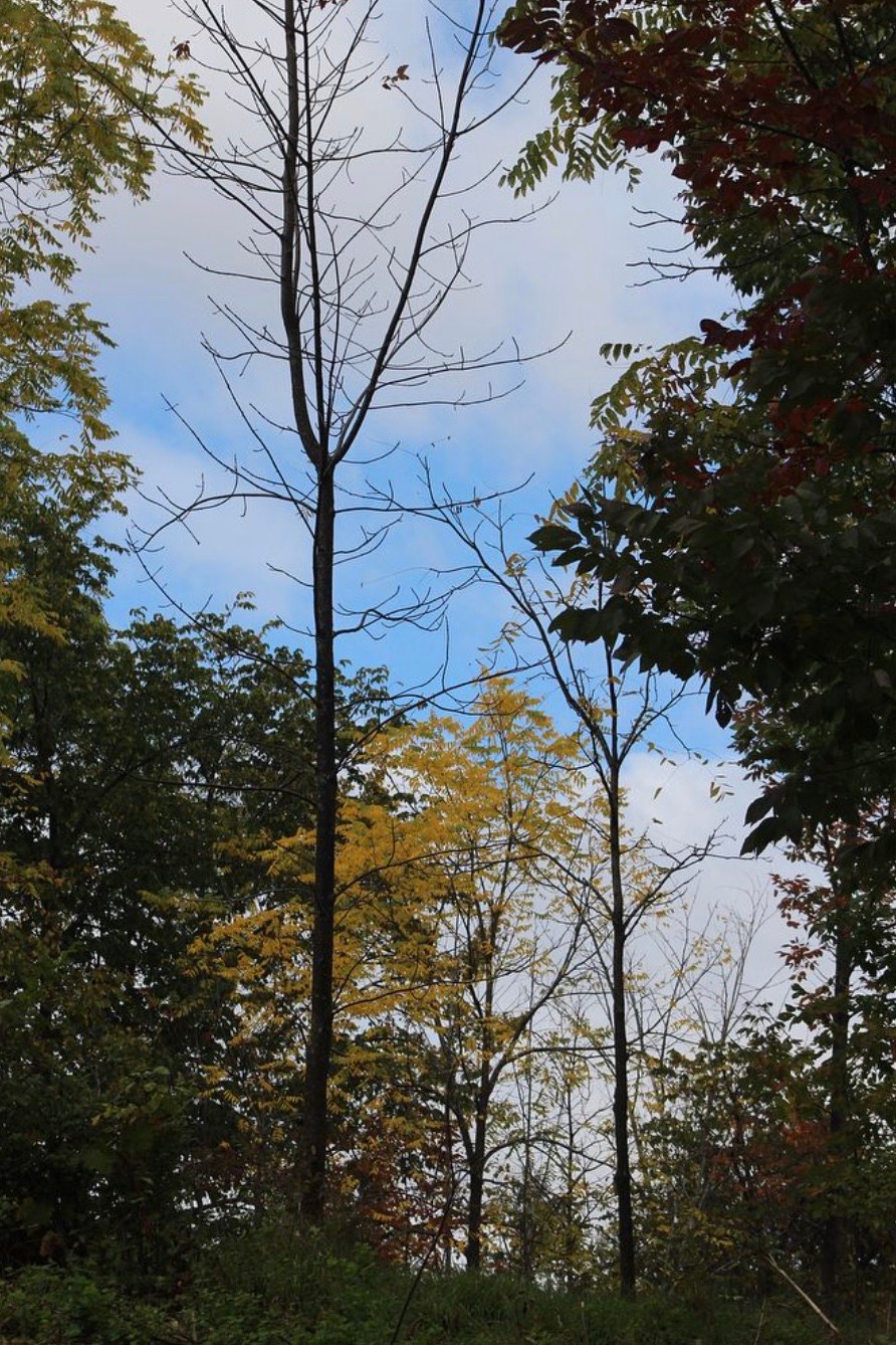 Tranquil Glamping Getaway!