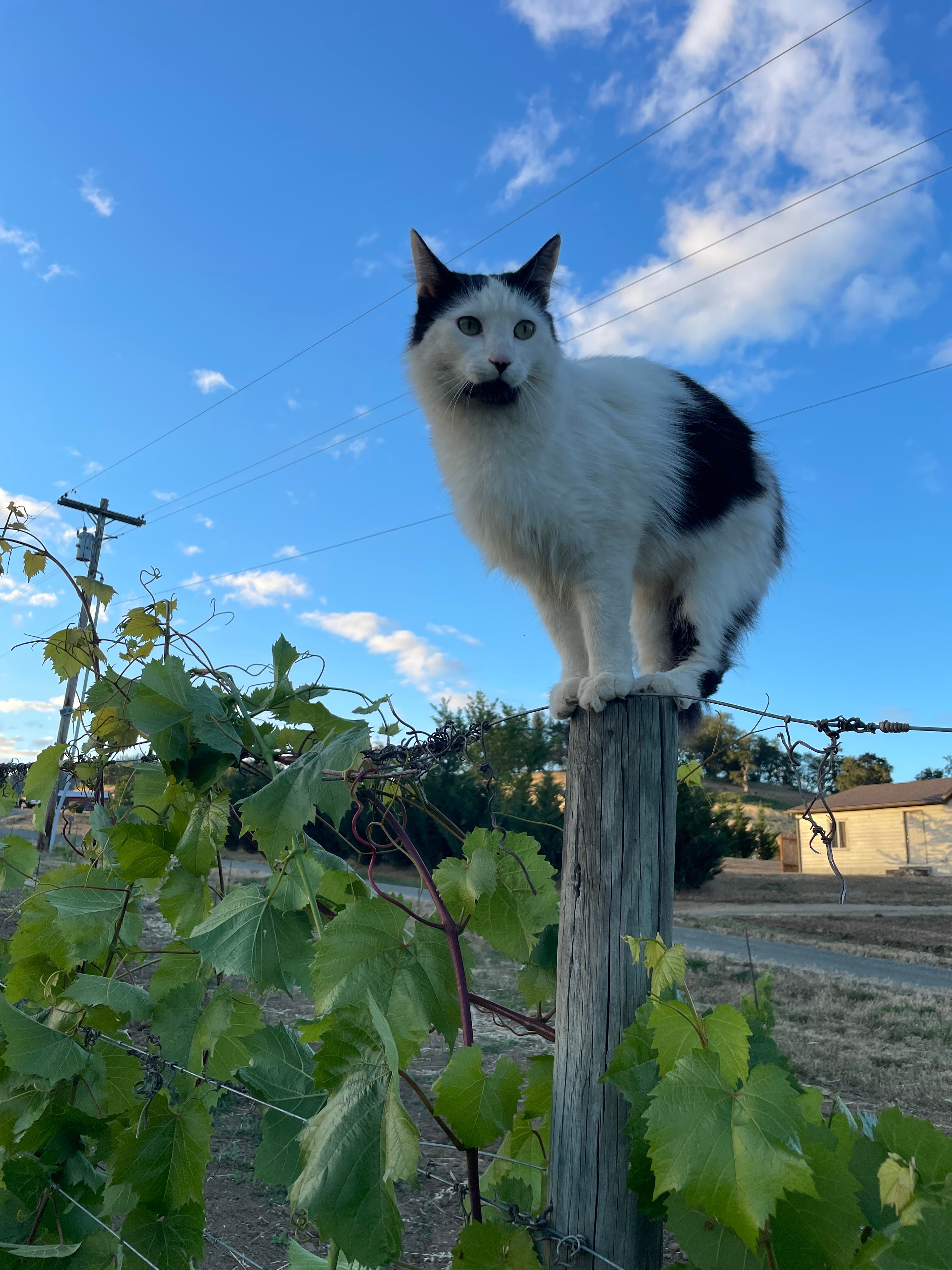 Hideaway At The Vineyard