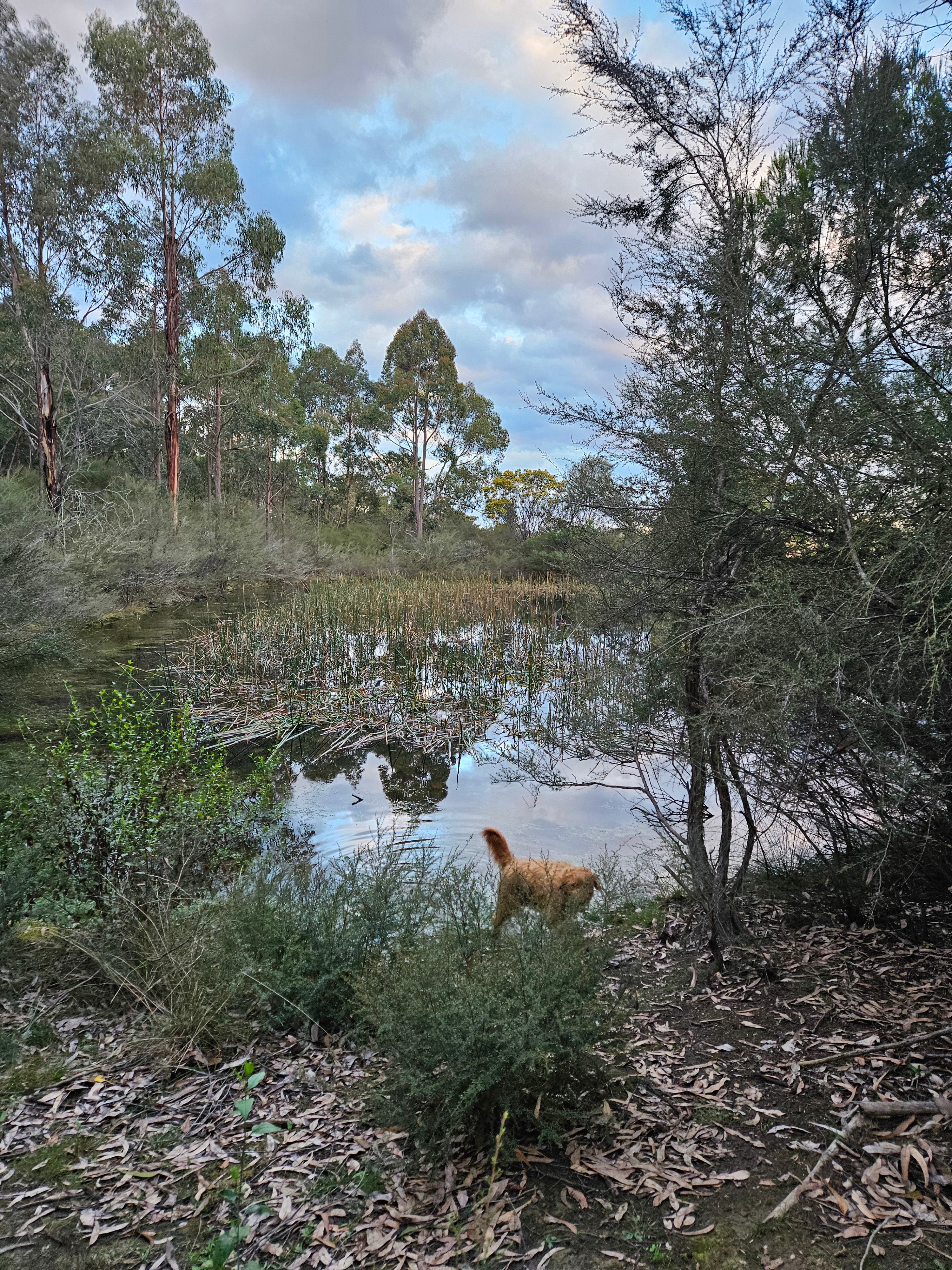 Mt Alfred Camping and Horse Riding