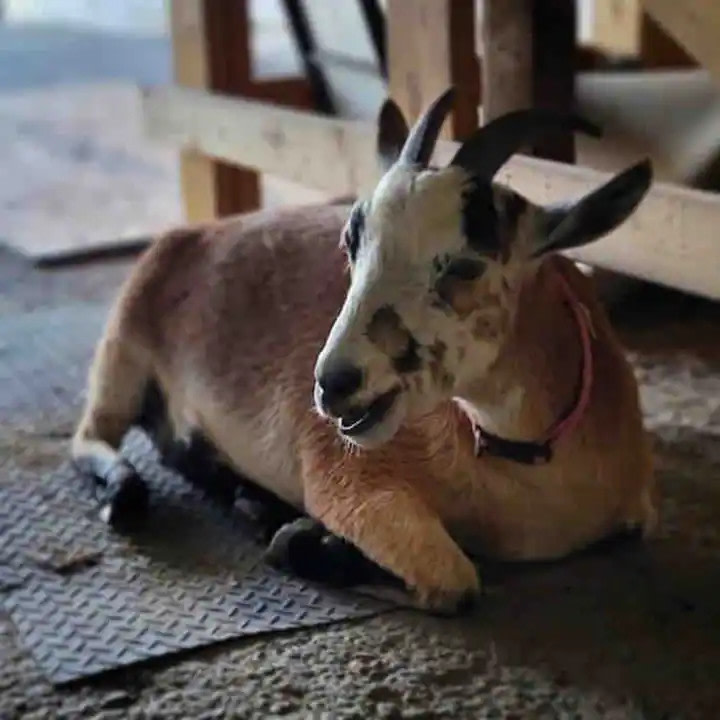 Nicura Ranch