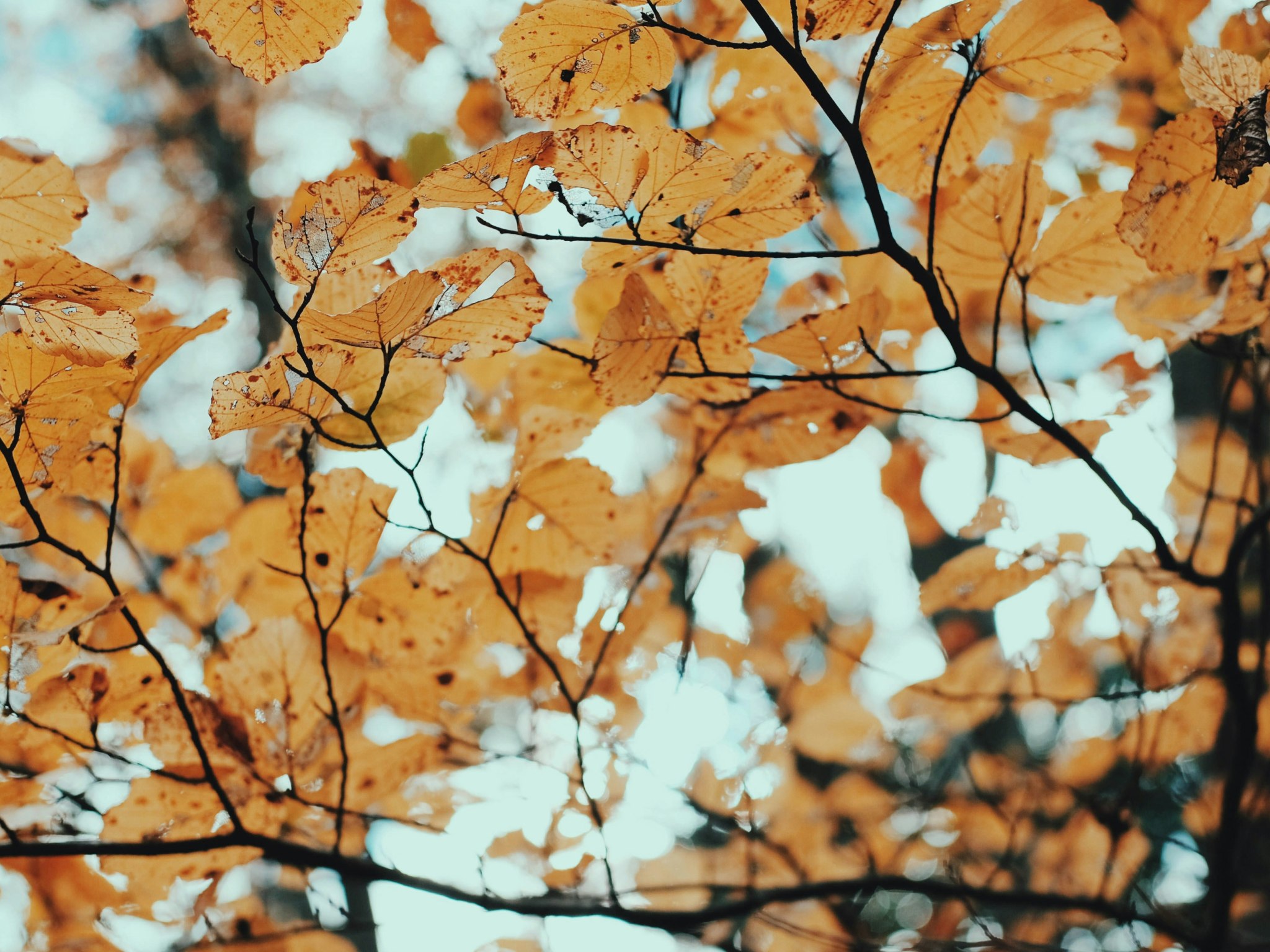 Cover photo for New River Gorge National Park