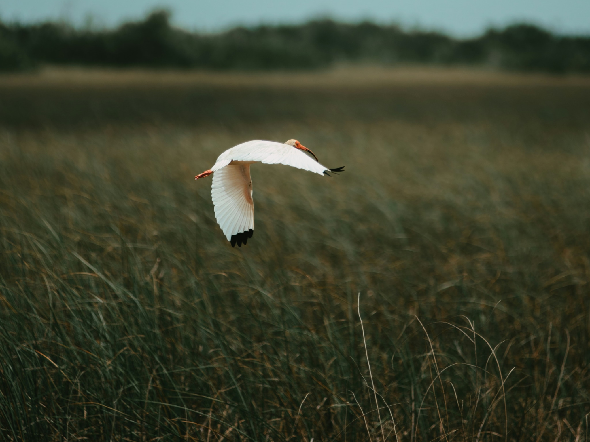 Cover photo for Everglades National Park