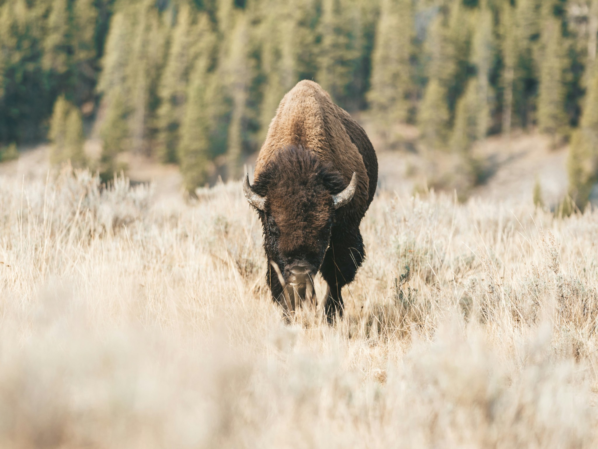 Cover photo for Wind Cave National Park
