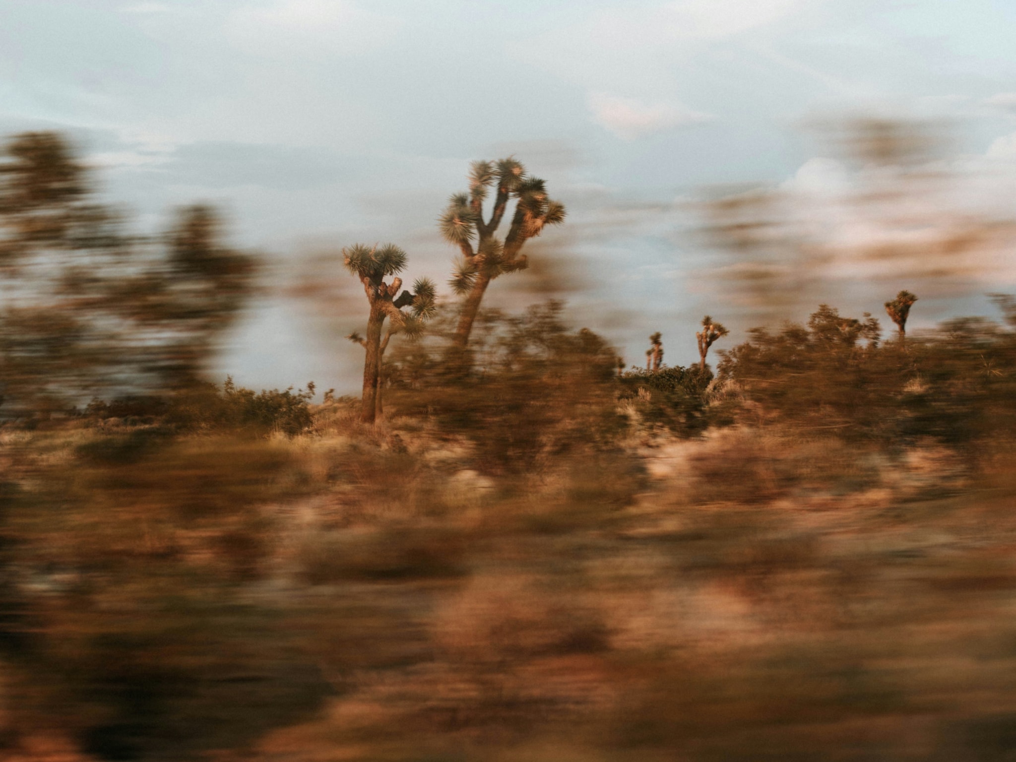 Cover photo for Joshua Tree National Park