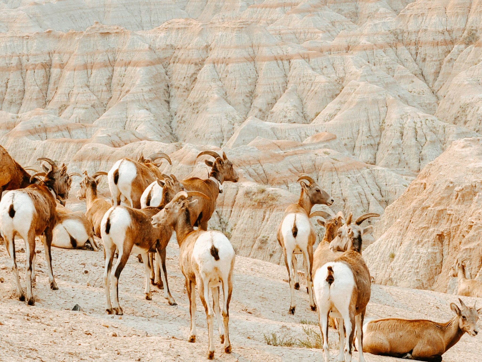 Cover photo for Theodore Roosevelt National Park