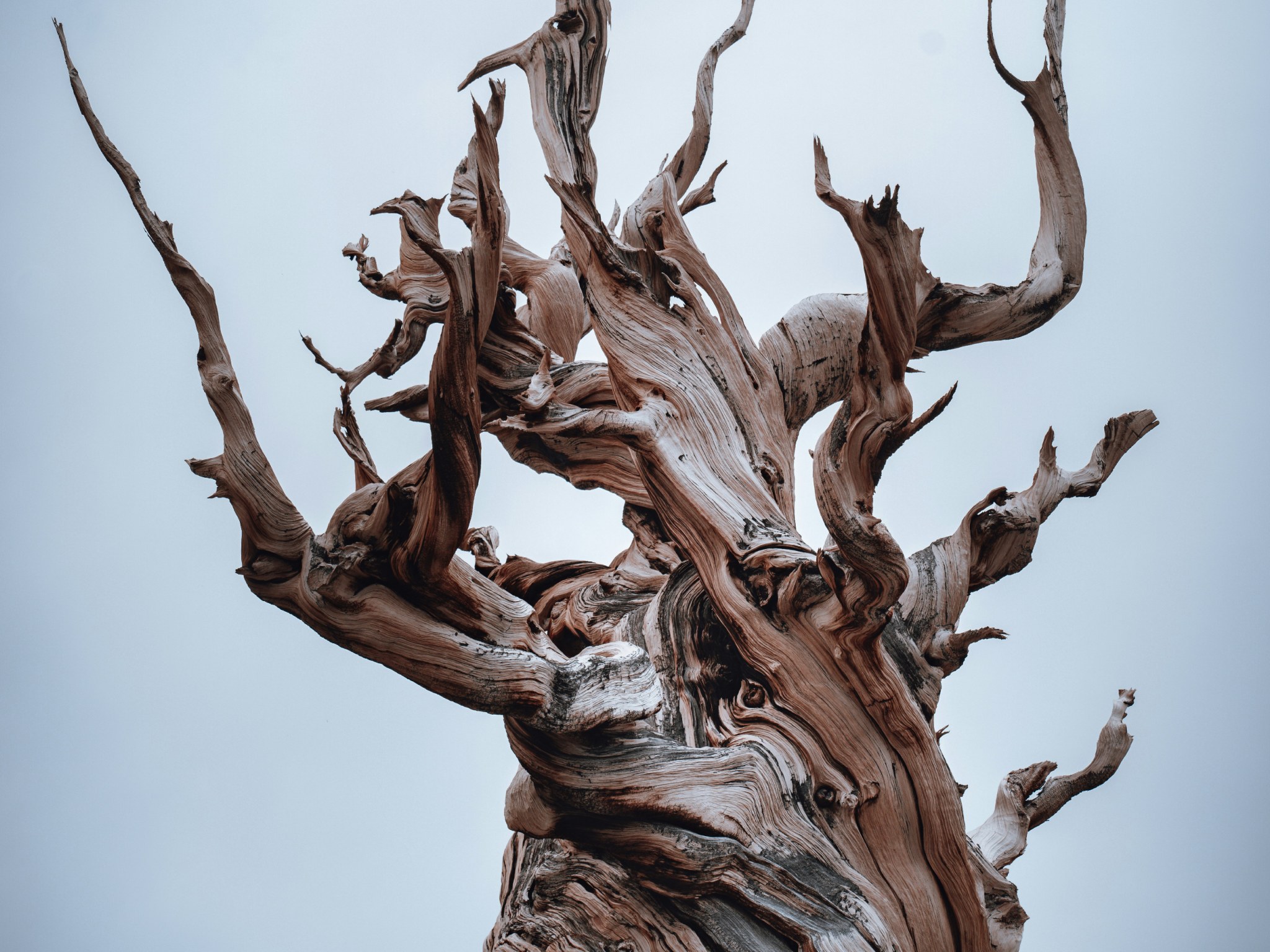 Cover photo for Great Basin National Park