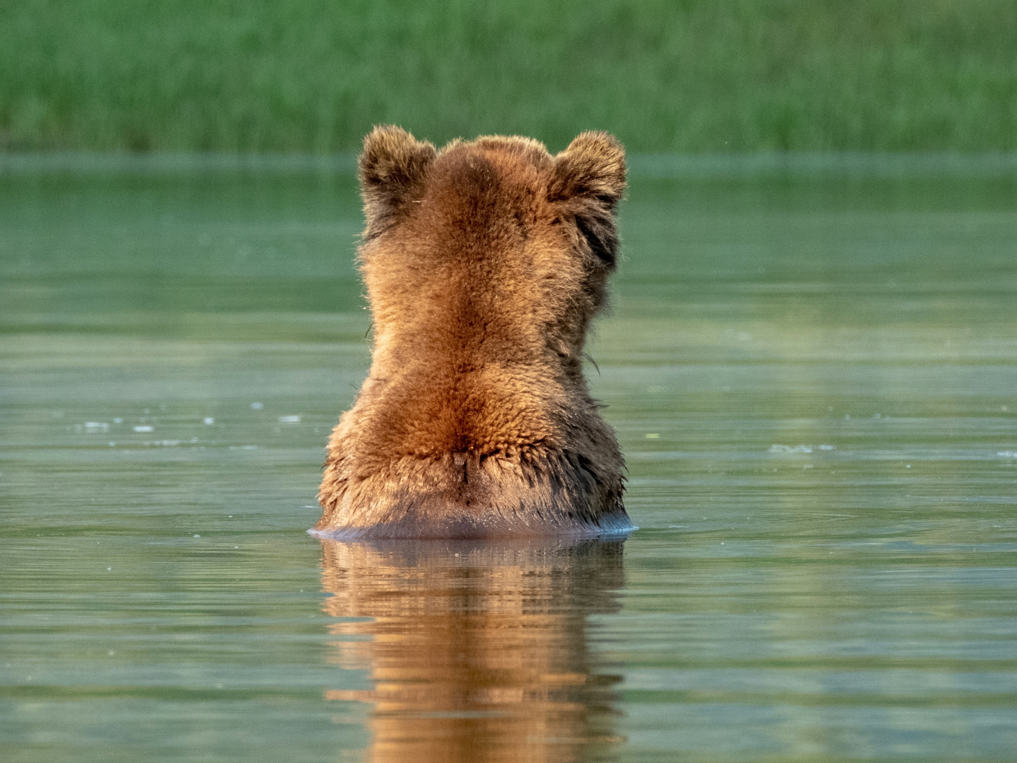 Cover photo for Katmai National Park & Preserve