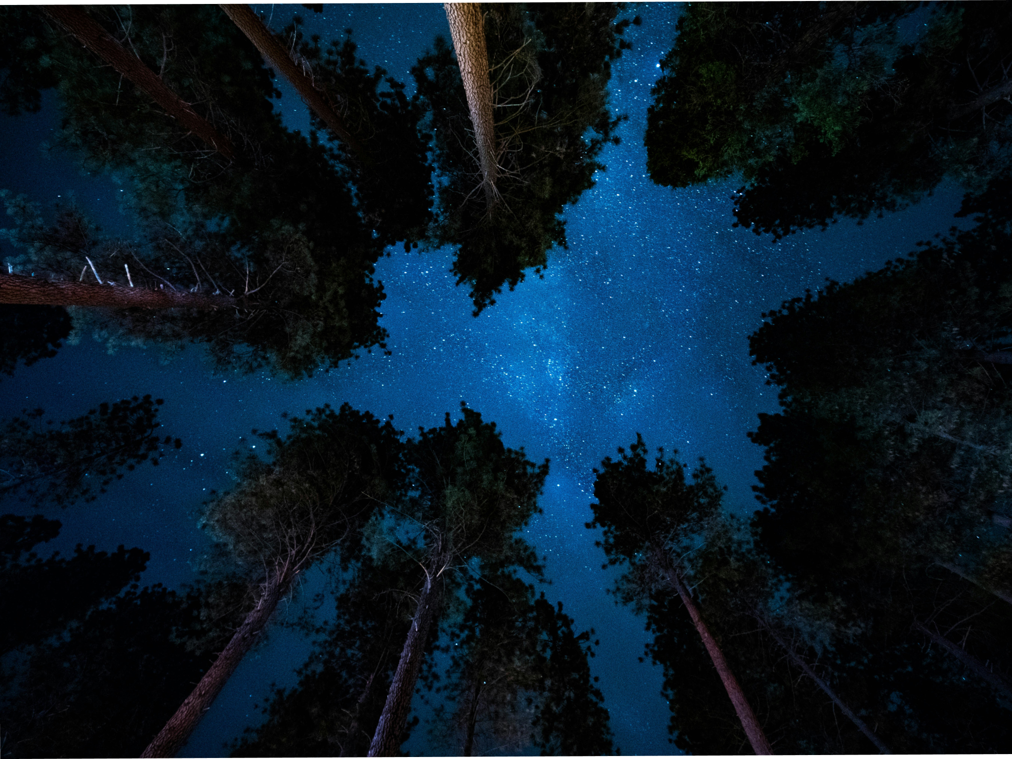 Cover photo for Redwood National Park