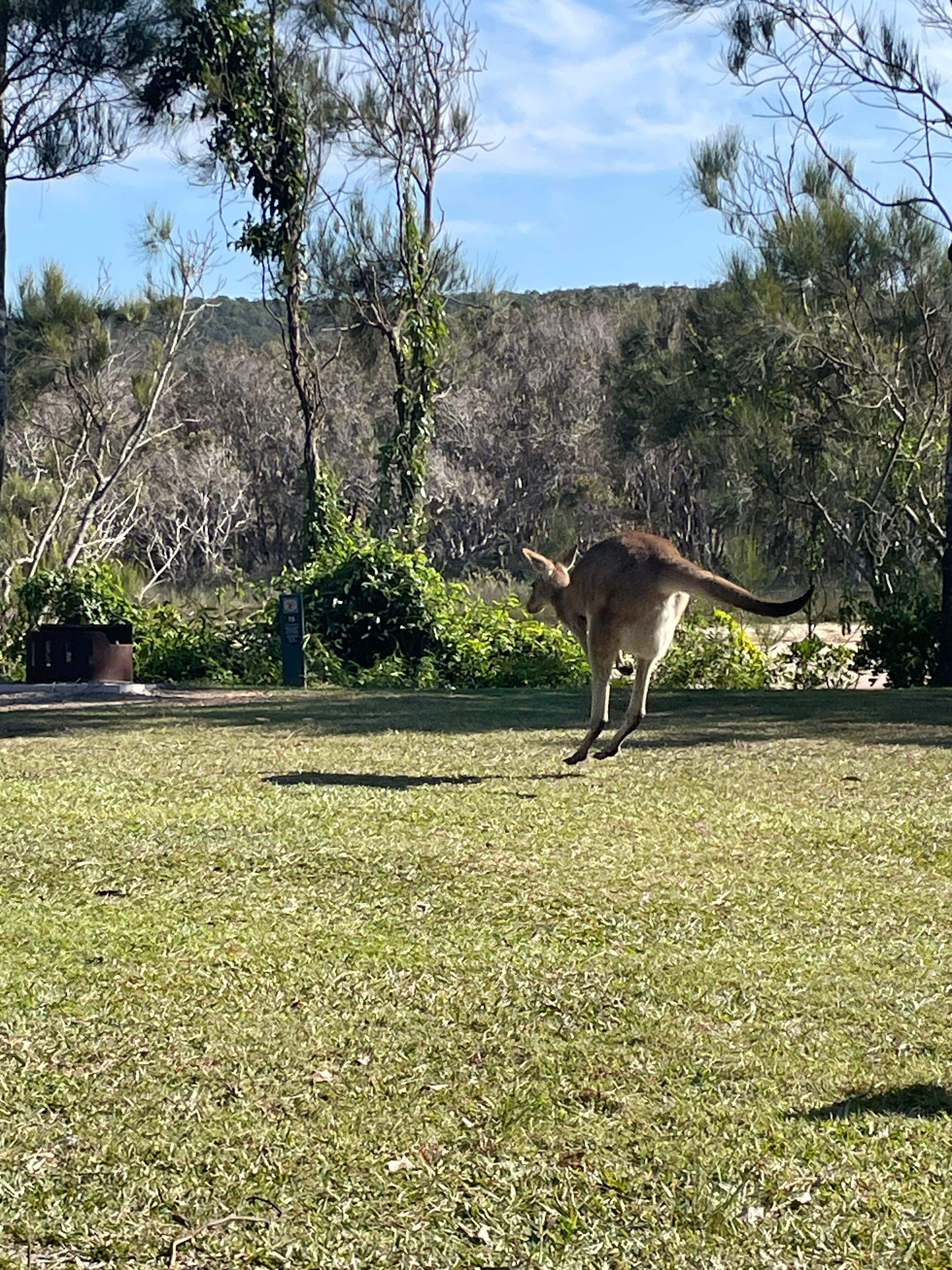 Bower Camp Co. Yuraygir NP