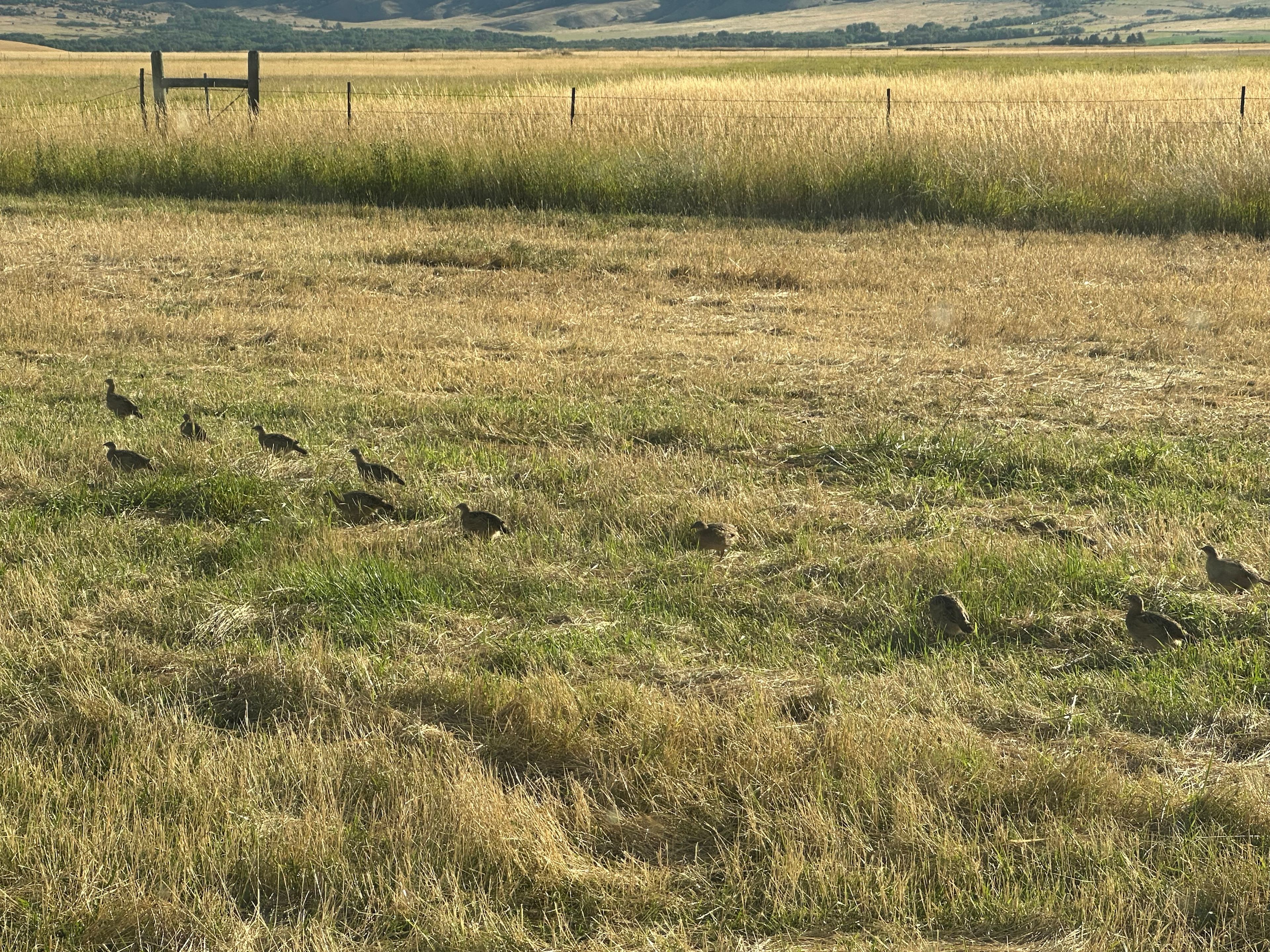 Pheasant Chicks