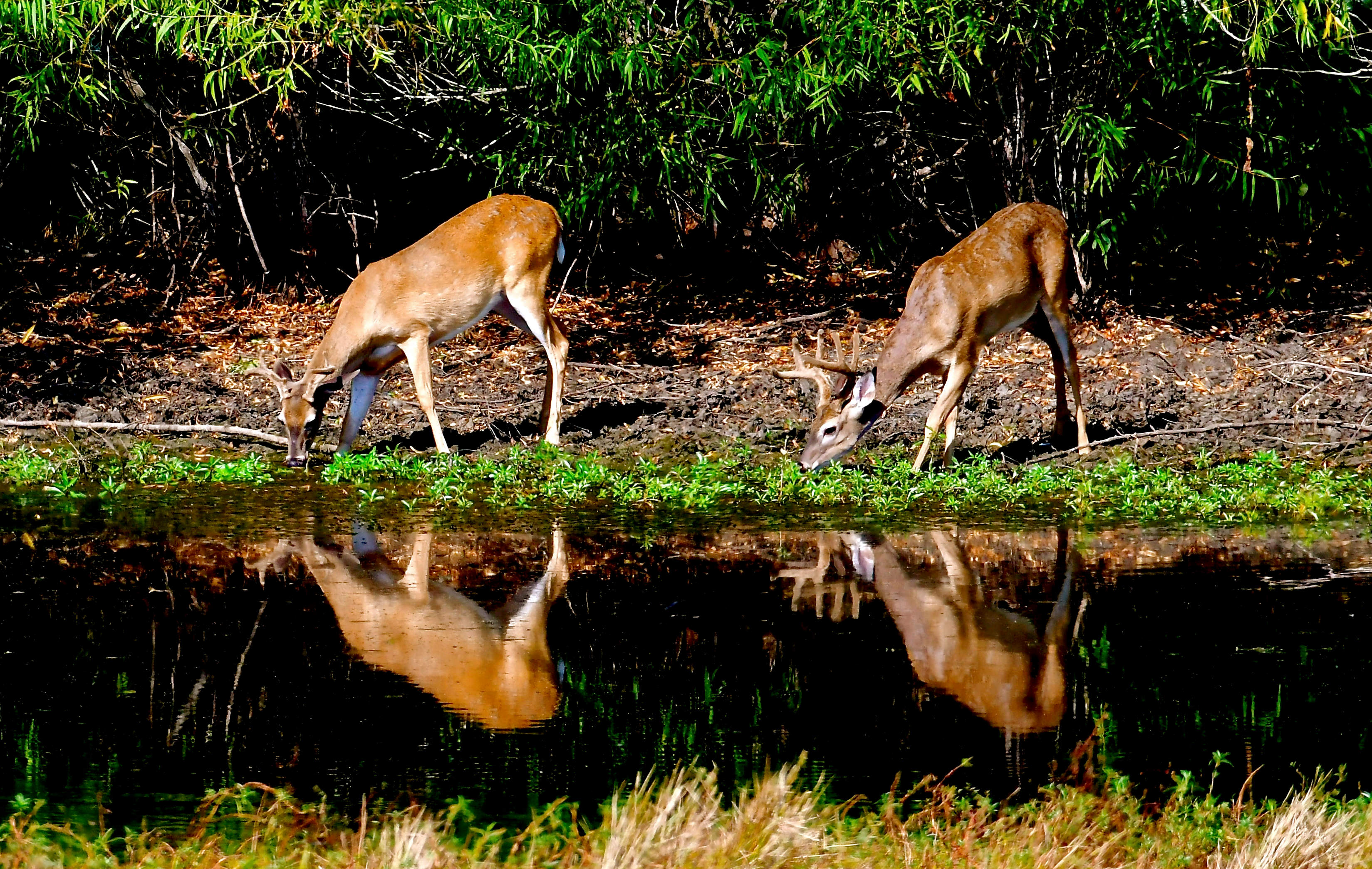 Sleep Under the Pecan Trees