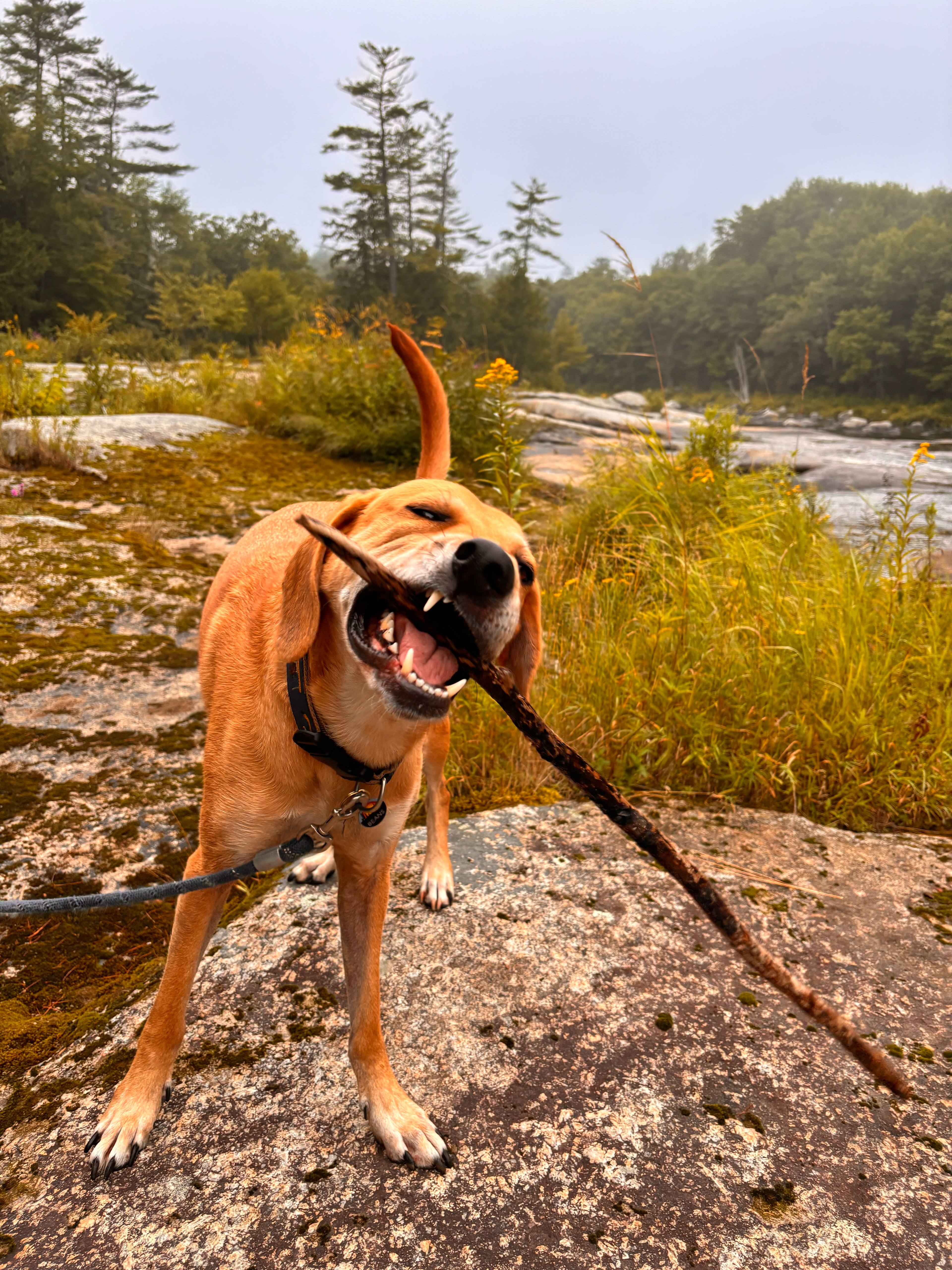 Flatrock on the River