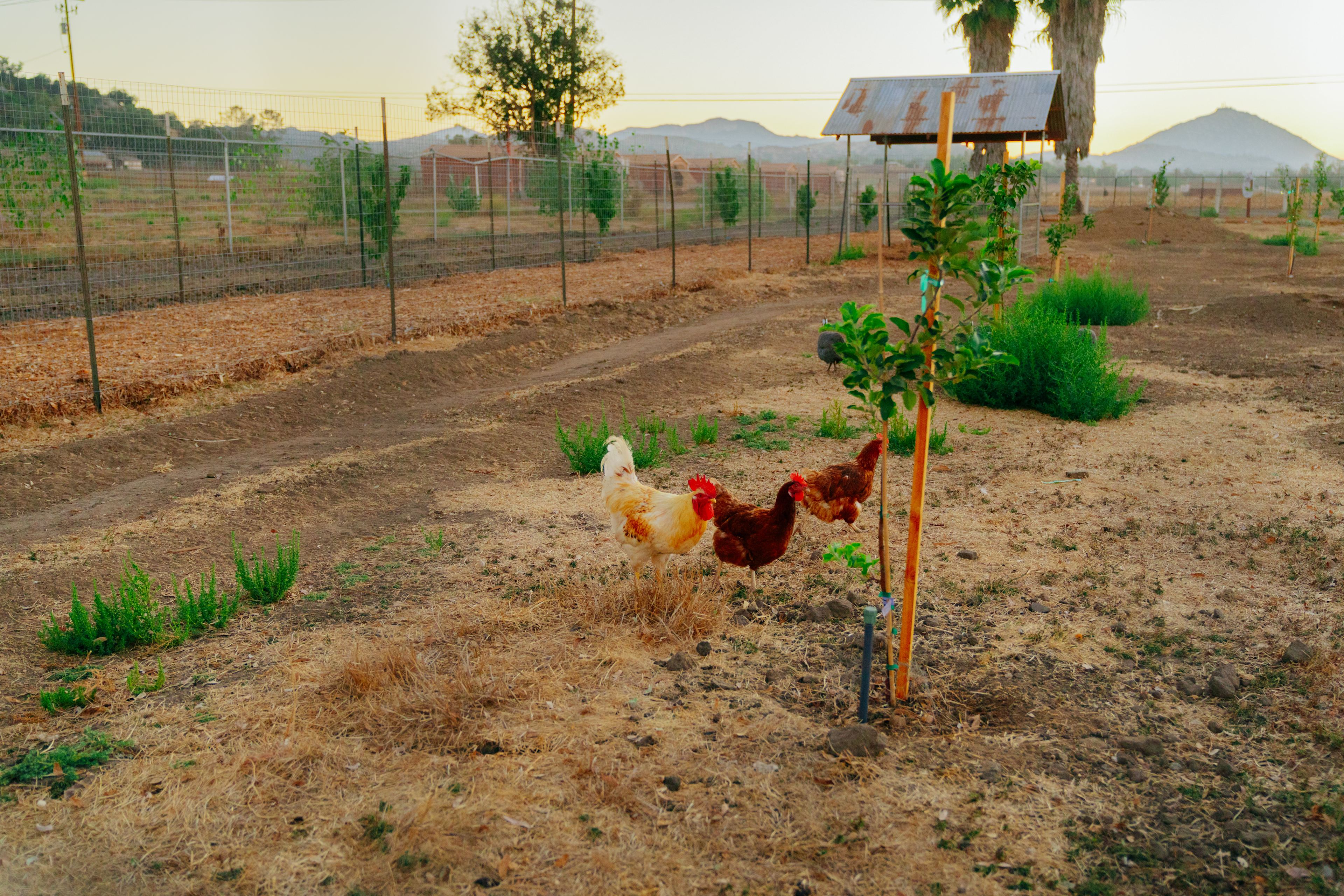 Happy Hens Farm