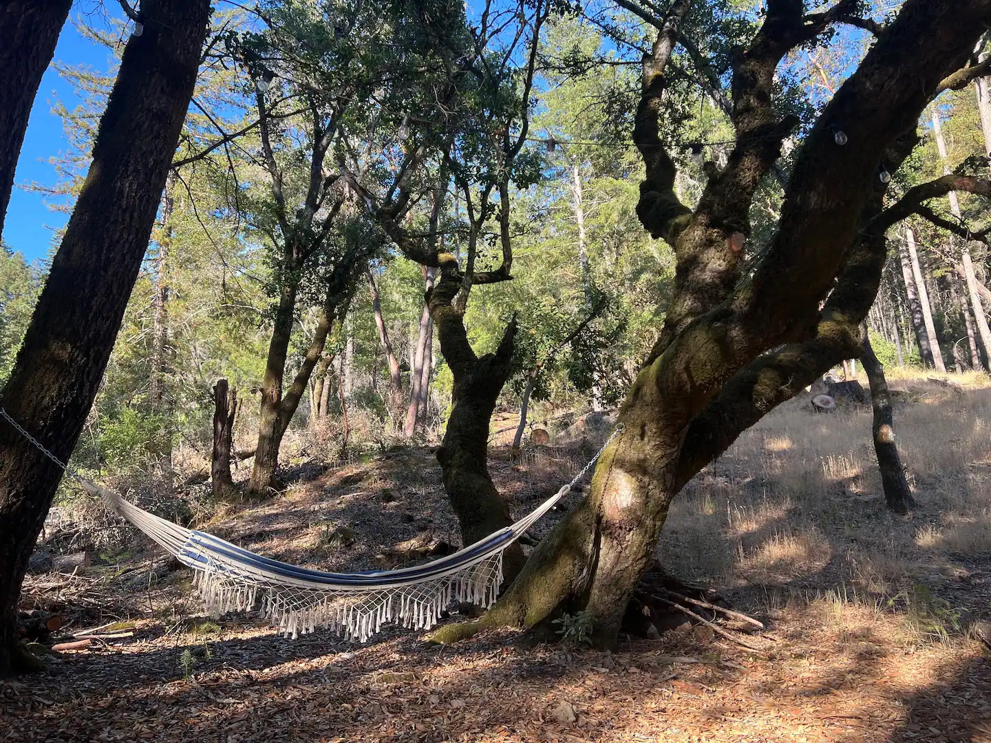 Breathing Trees Camp