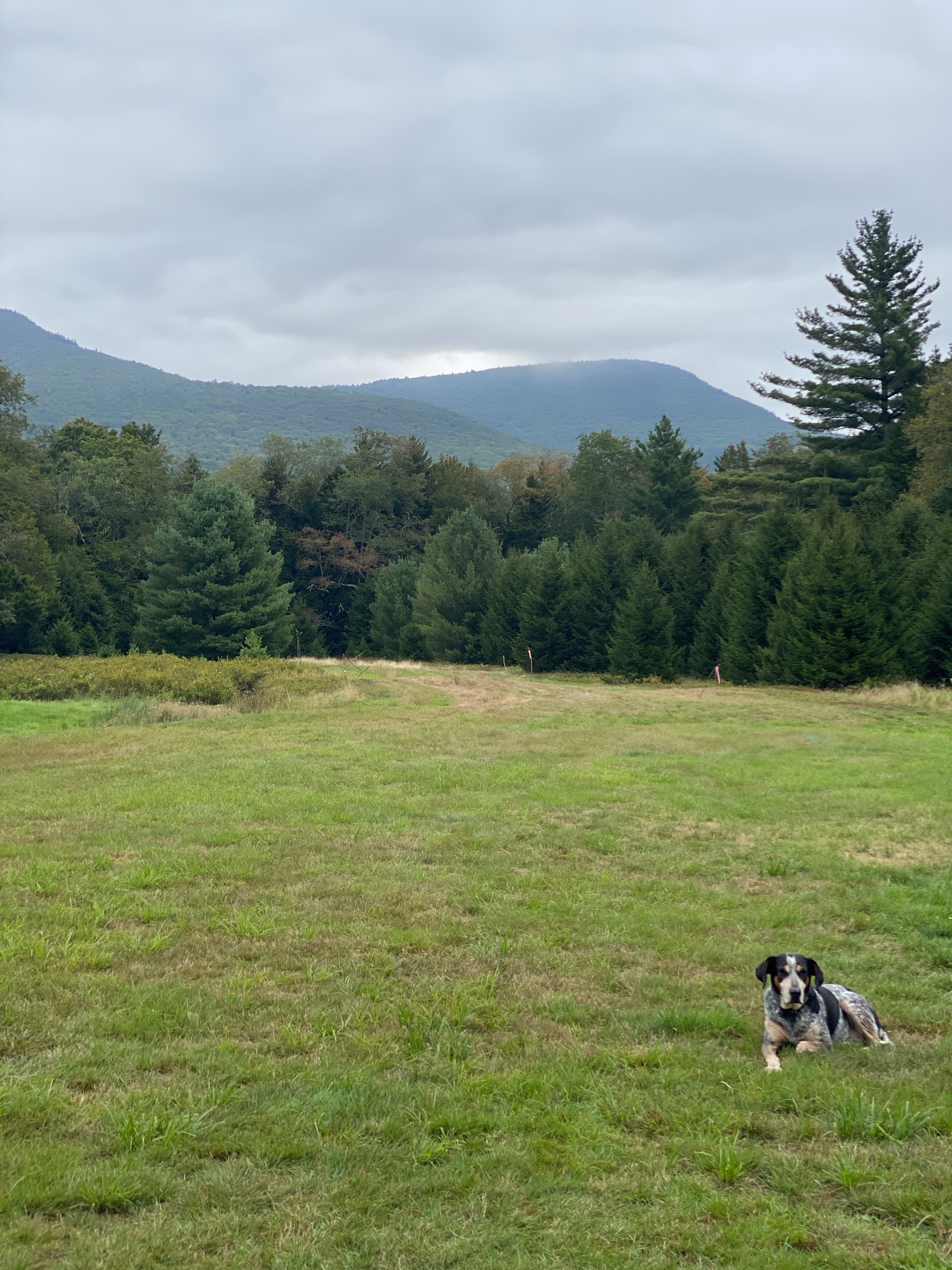 High Peak Meadows