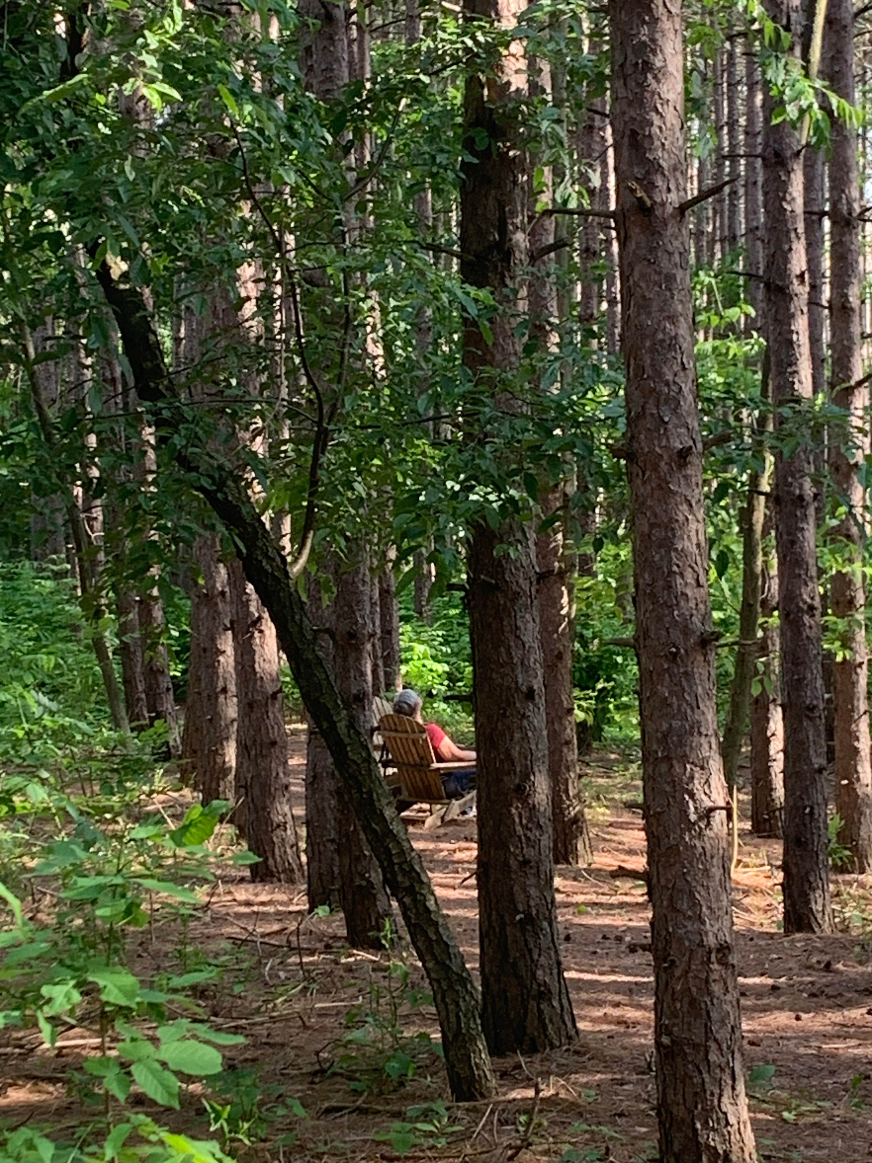 Forest Bunkie on Bruce Trail