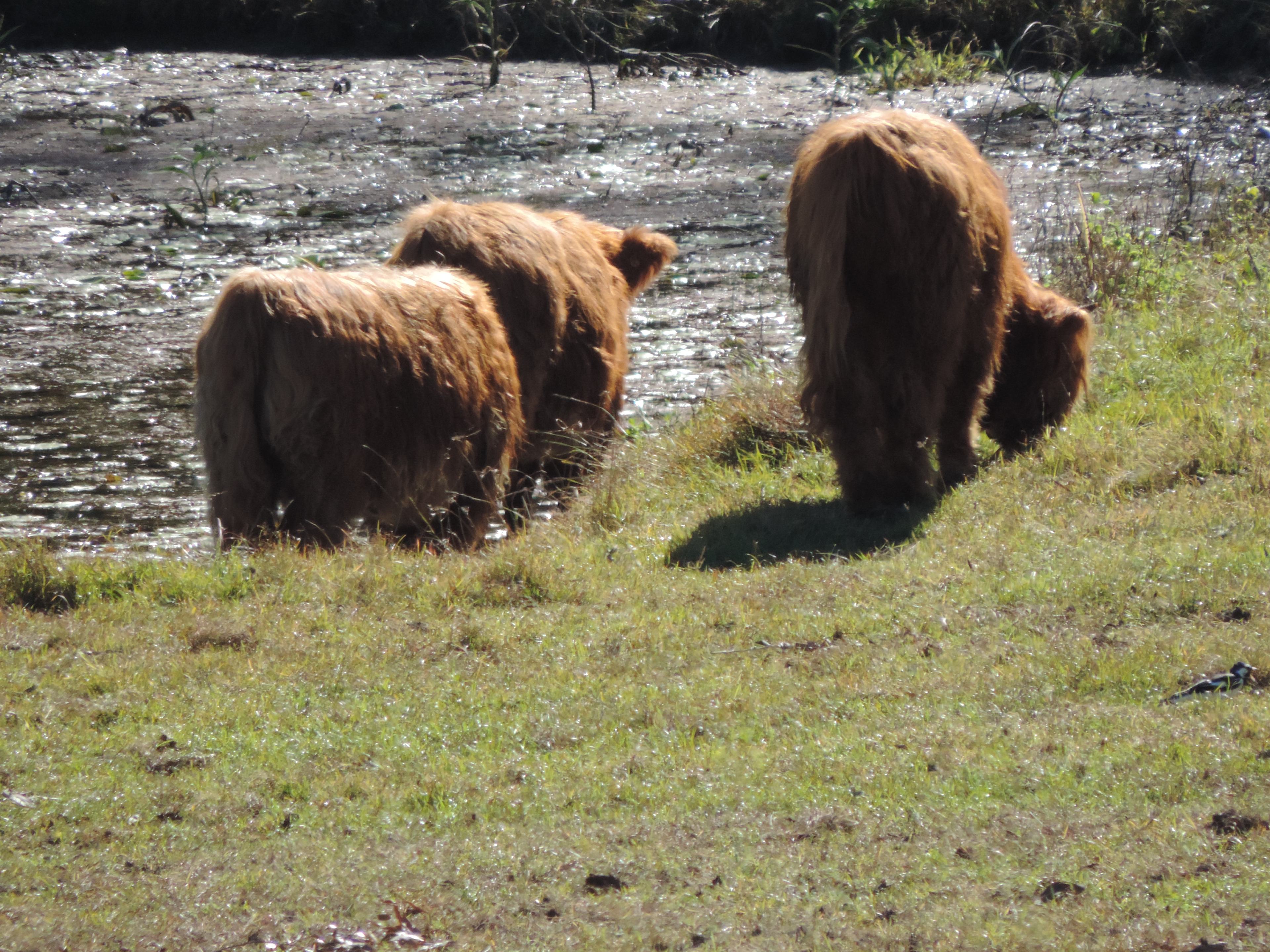 Sunrise Quarter Horse Stud