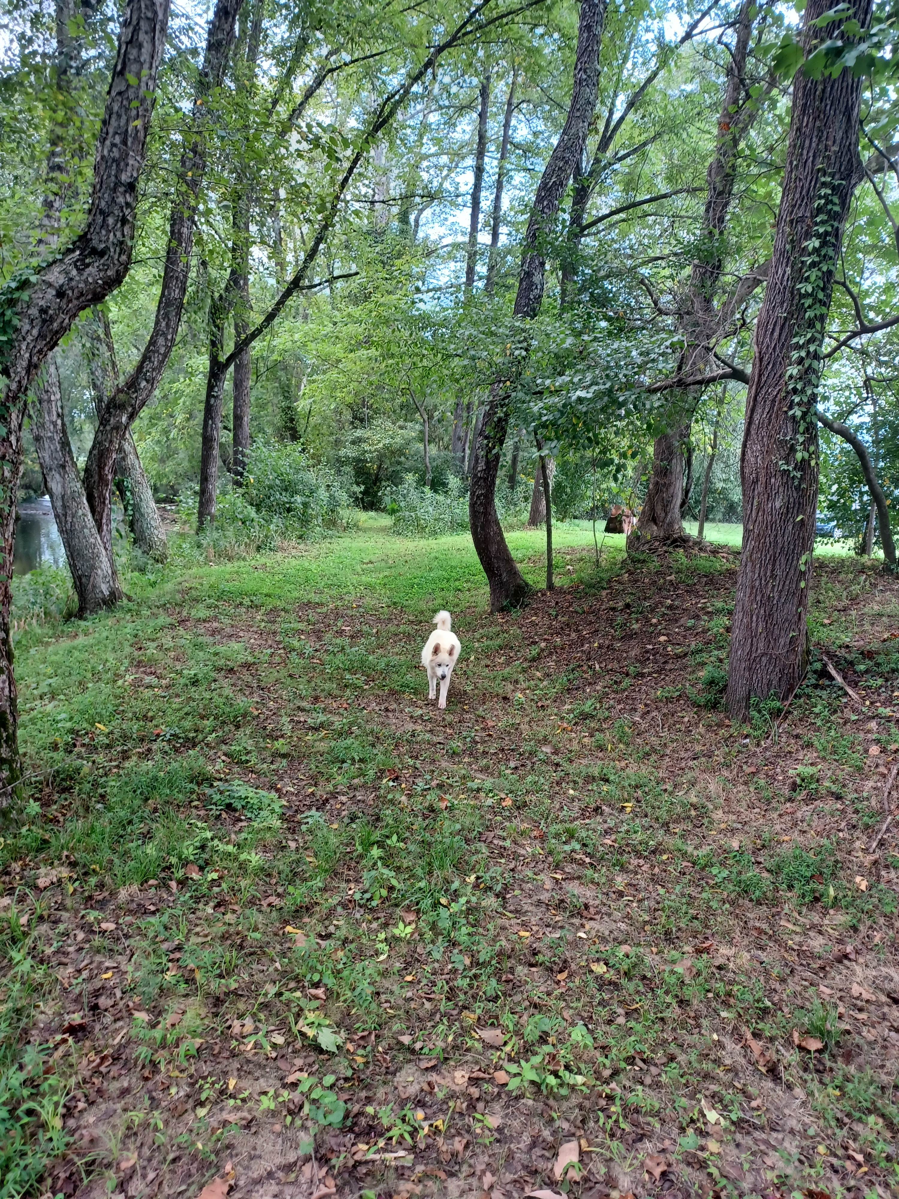 Yadkin Mountain Farm
