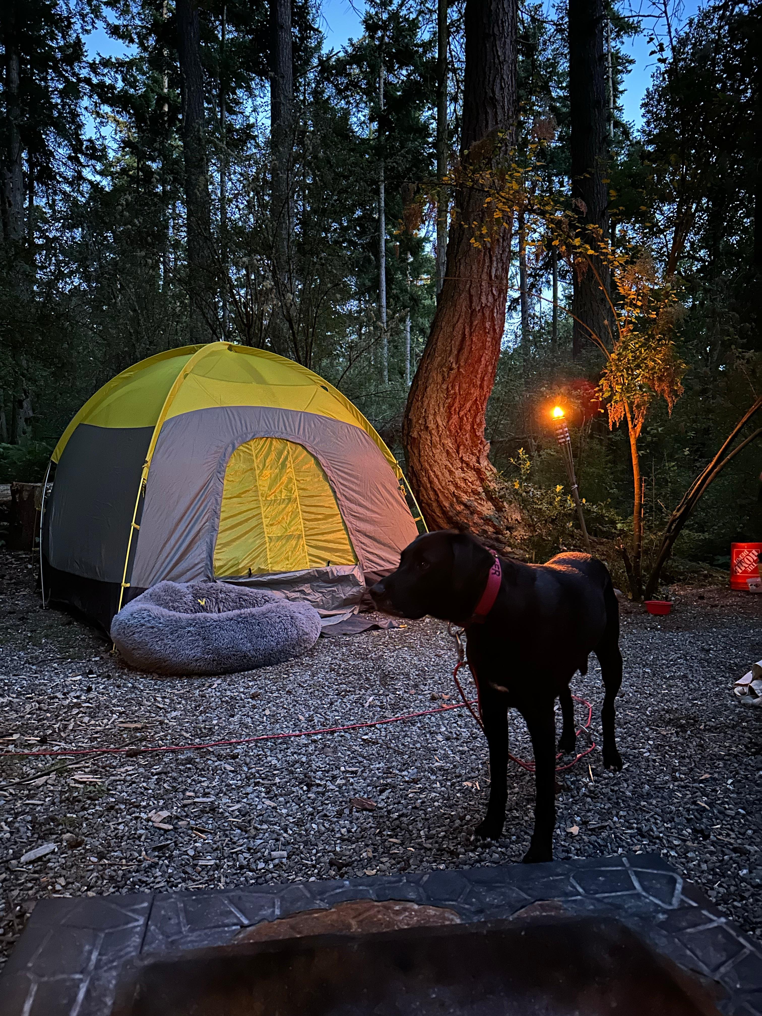 Ferns 'n' Frolicss Campground ⛺️