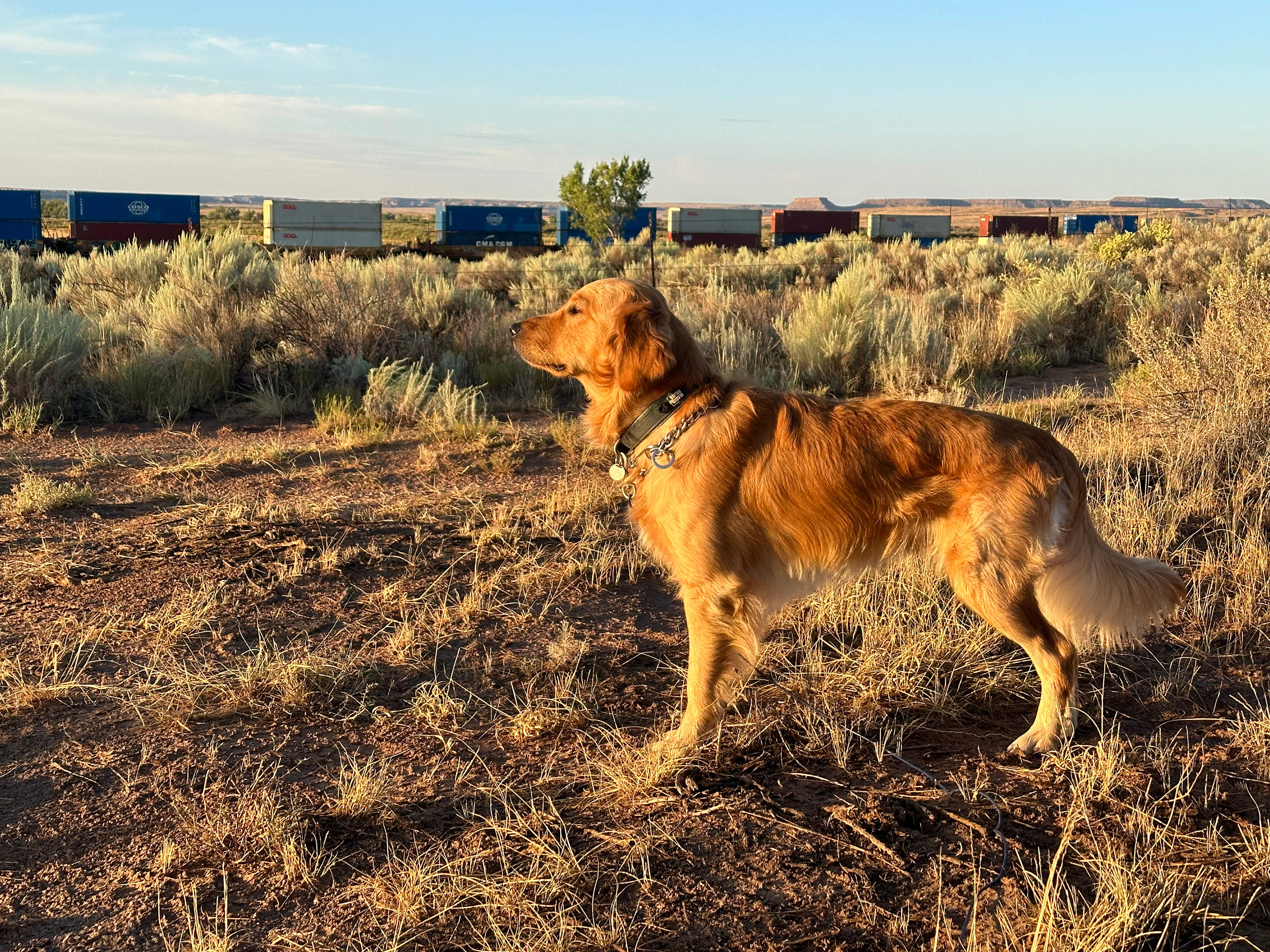Front Row Seat! Petrified Forest!