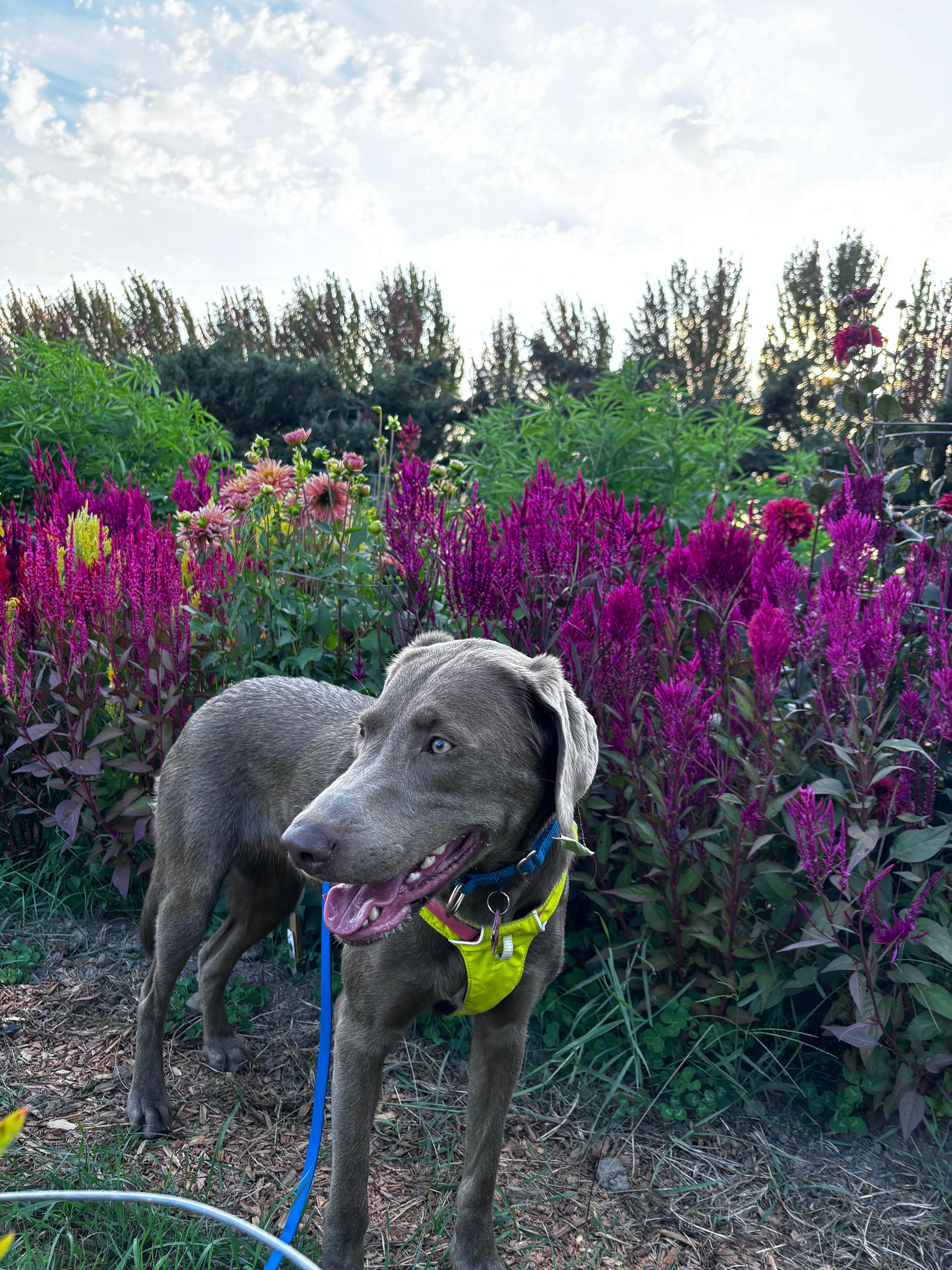 Paradise Island Farmstead