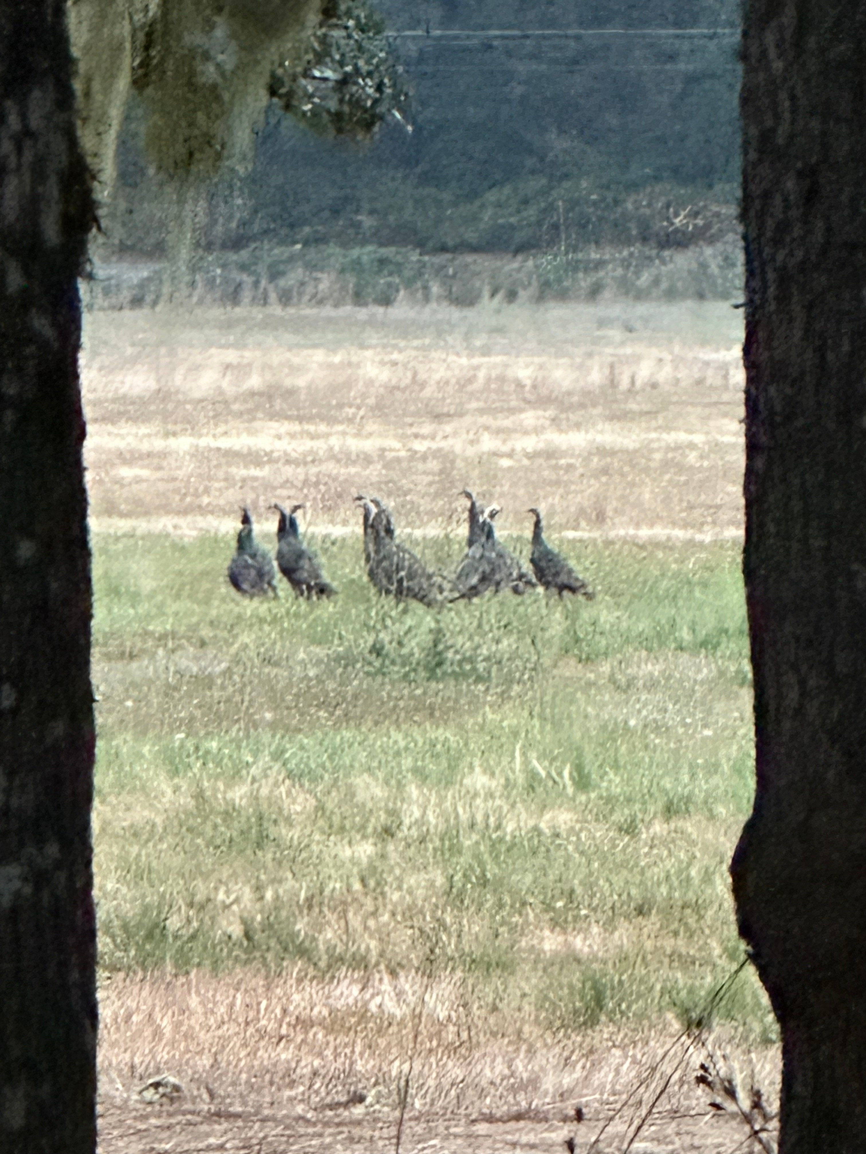 Coyote Camp