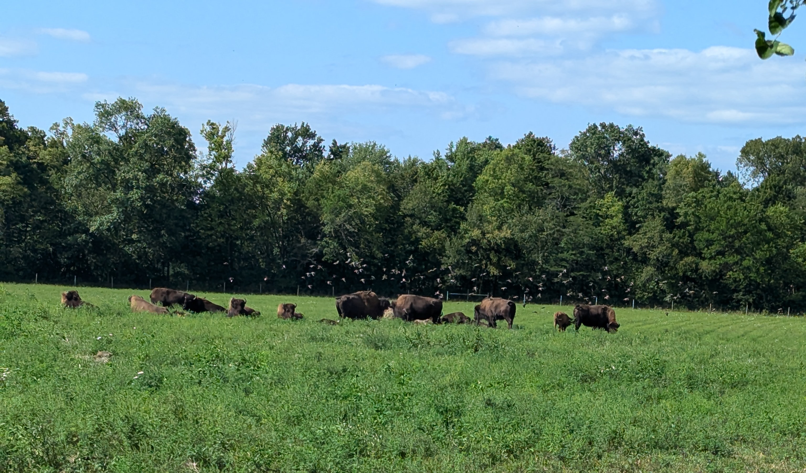 Eel River Bison Ranch