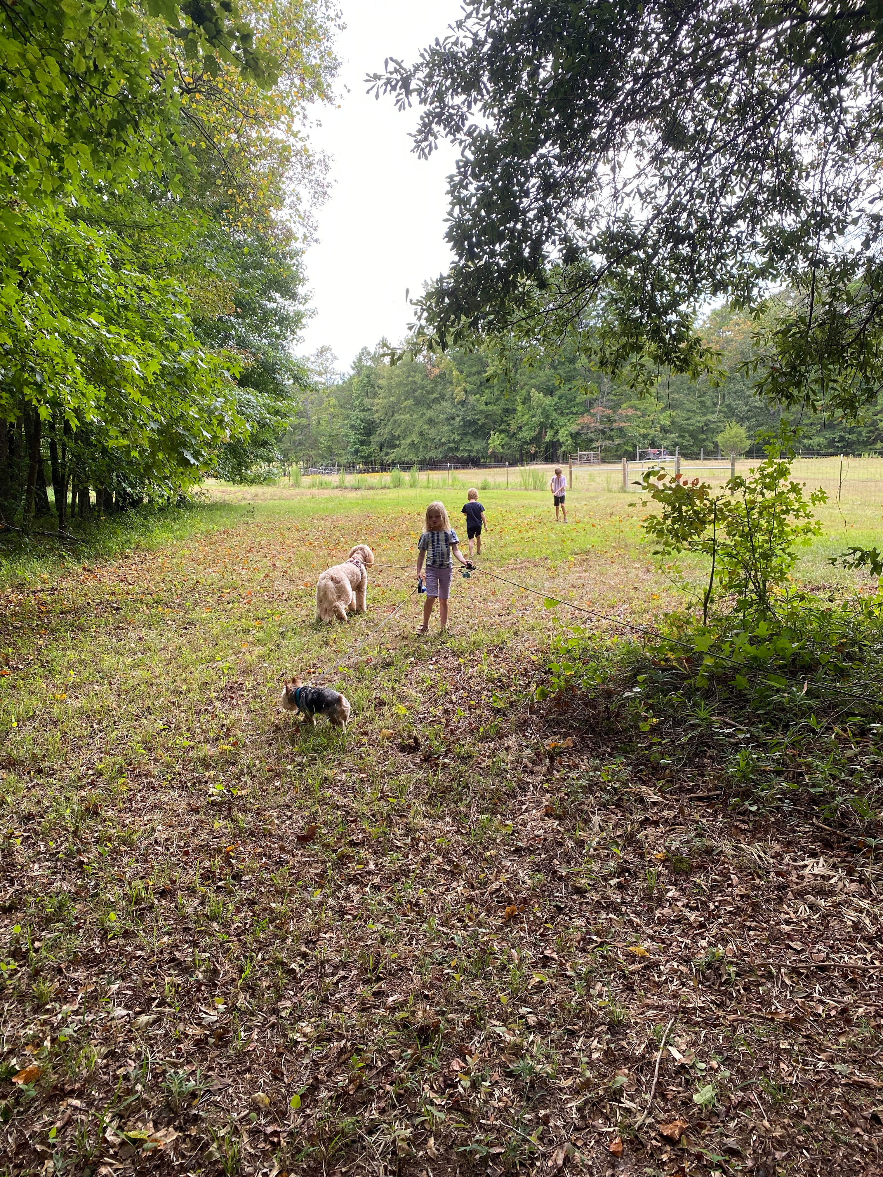 The view from our campsite up toward the farm 
