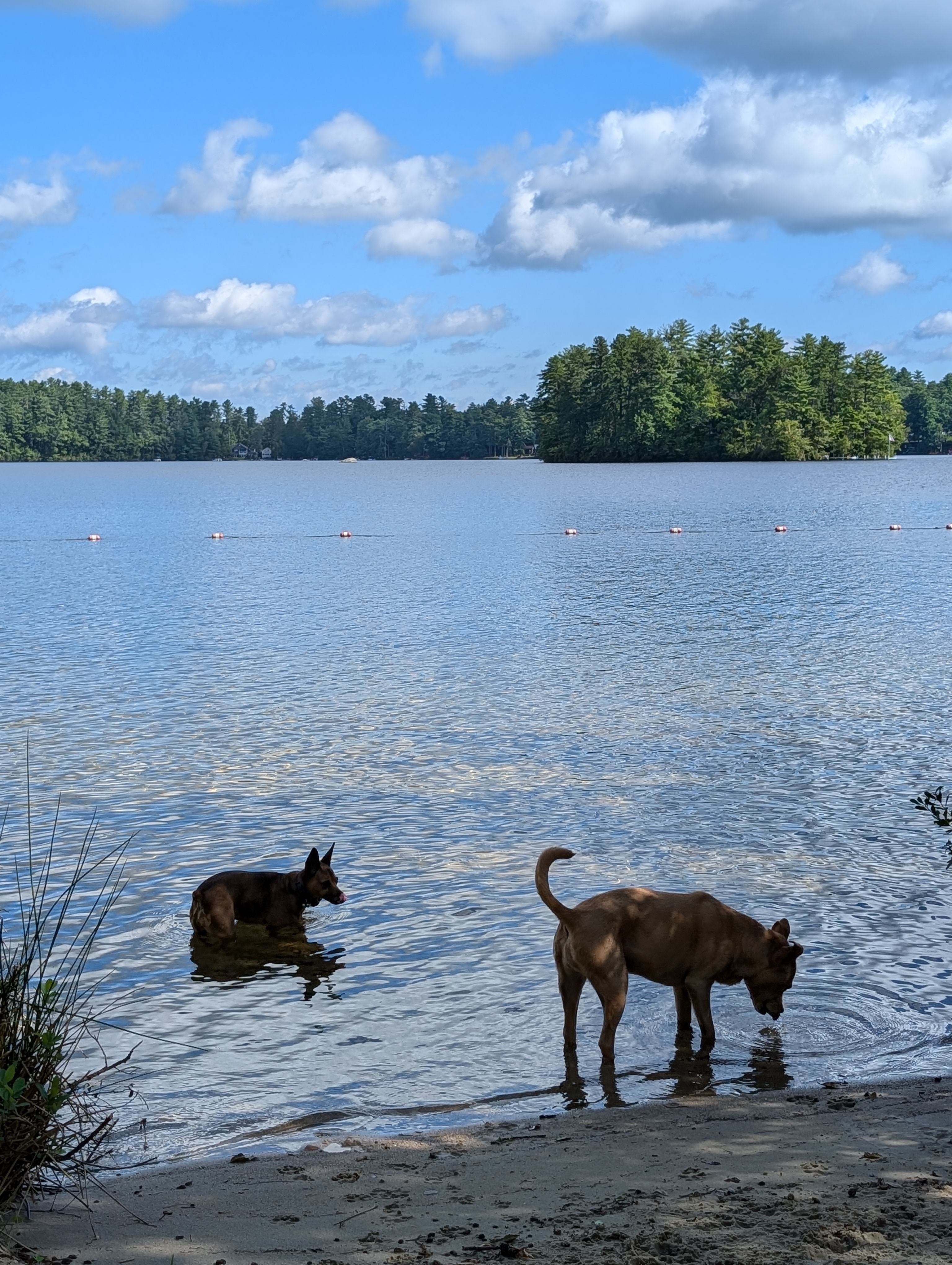 The dogs love it here just as much as I do