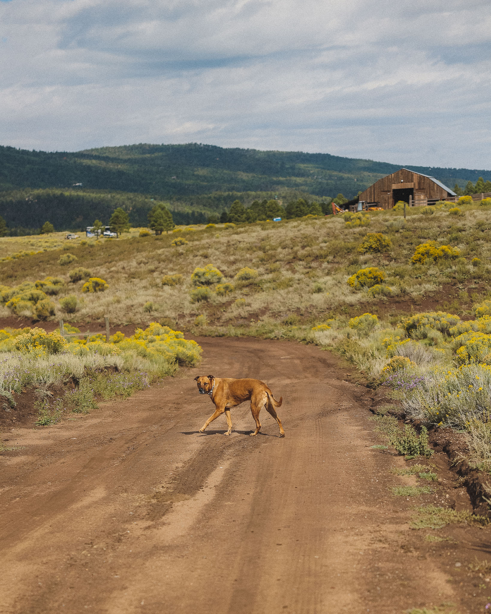 Road to the farm