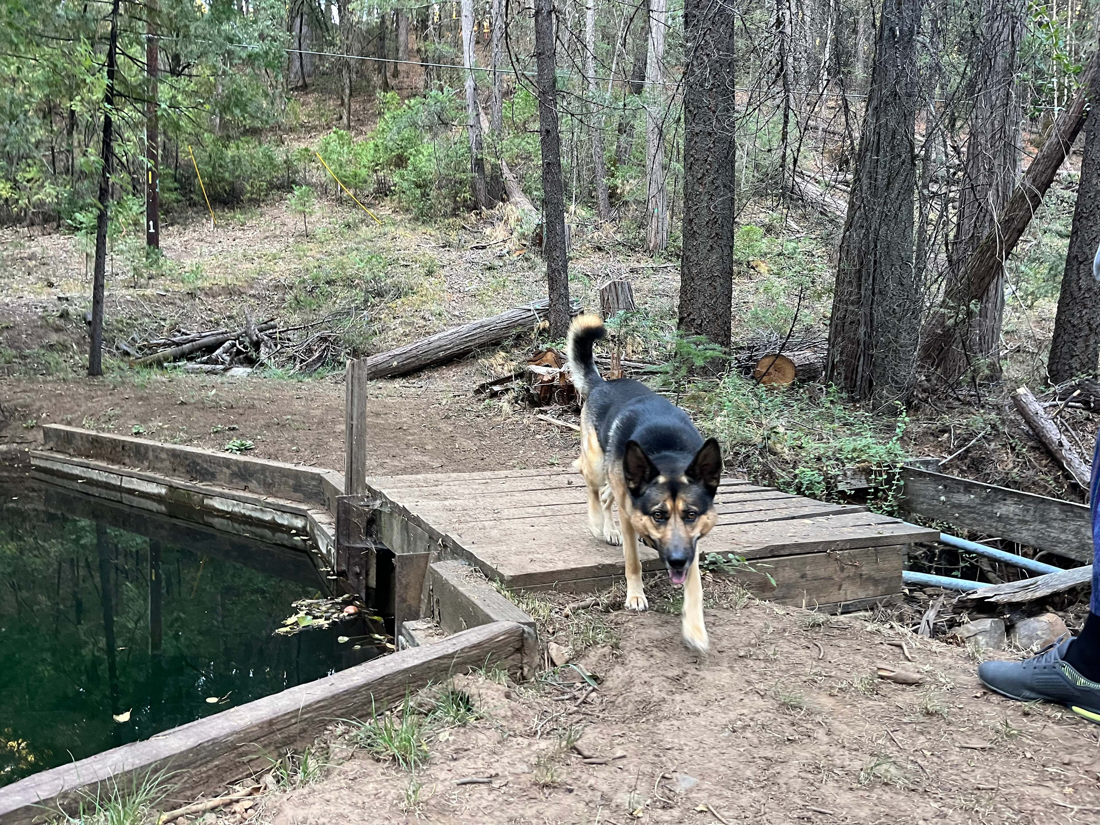 My dog loved hiking along the creek, so did we. 