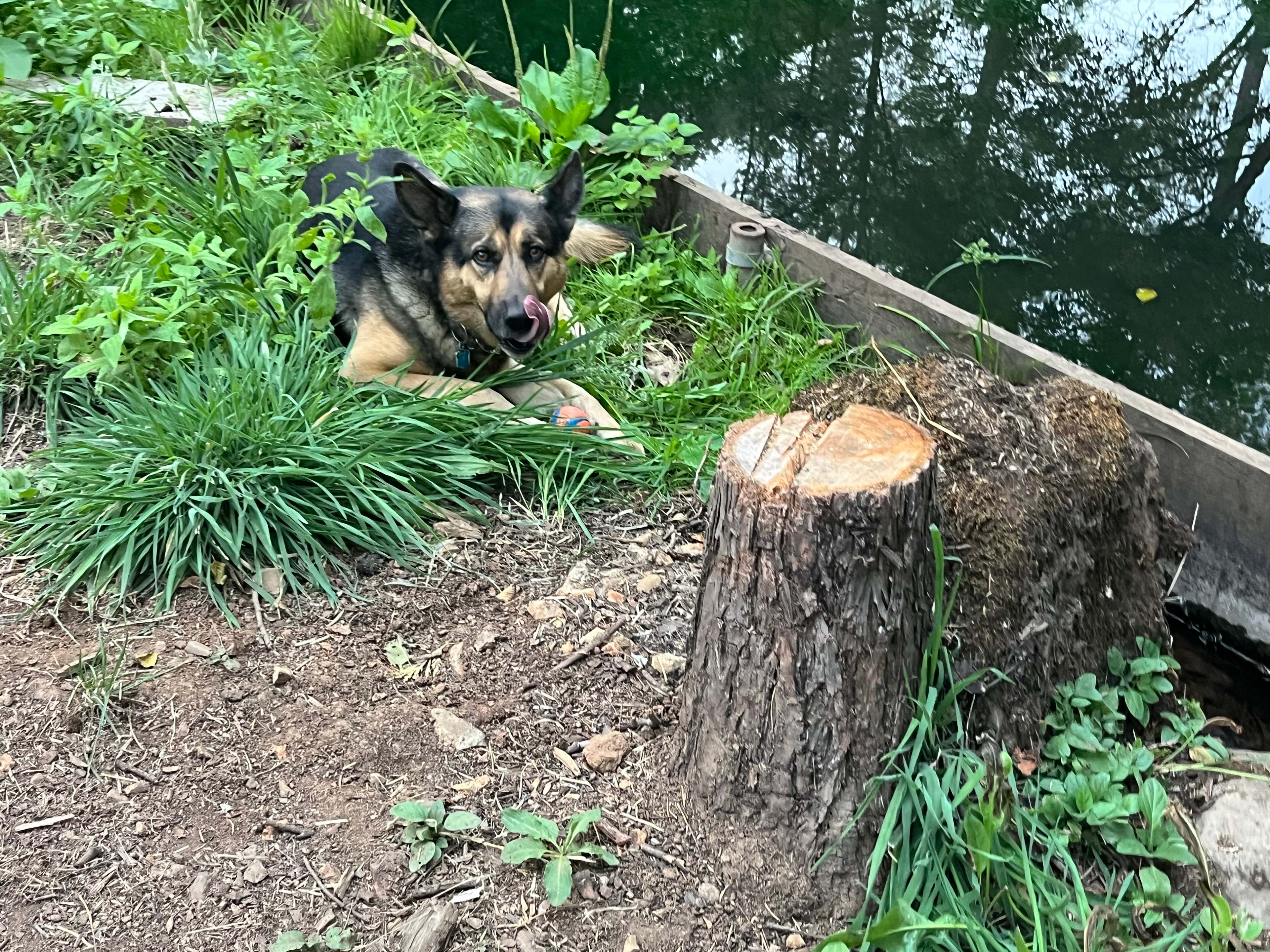 He too loved to hang out by the pond. 