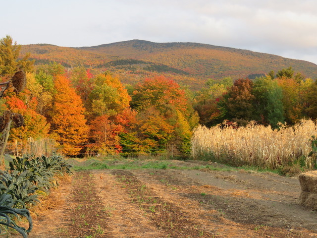 Metta Earth Farm Stay
