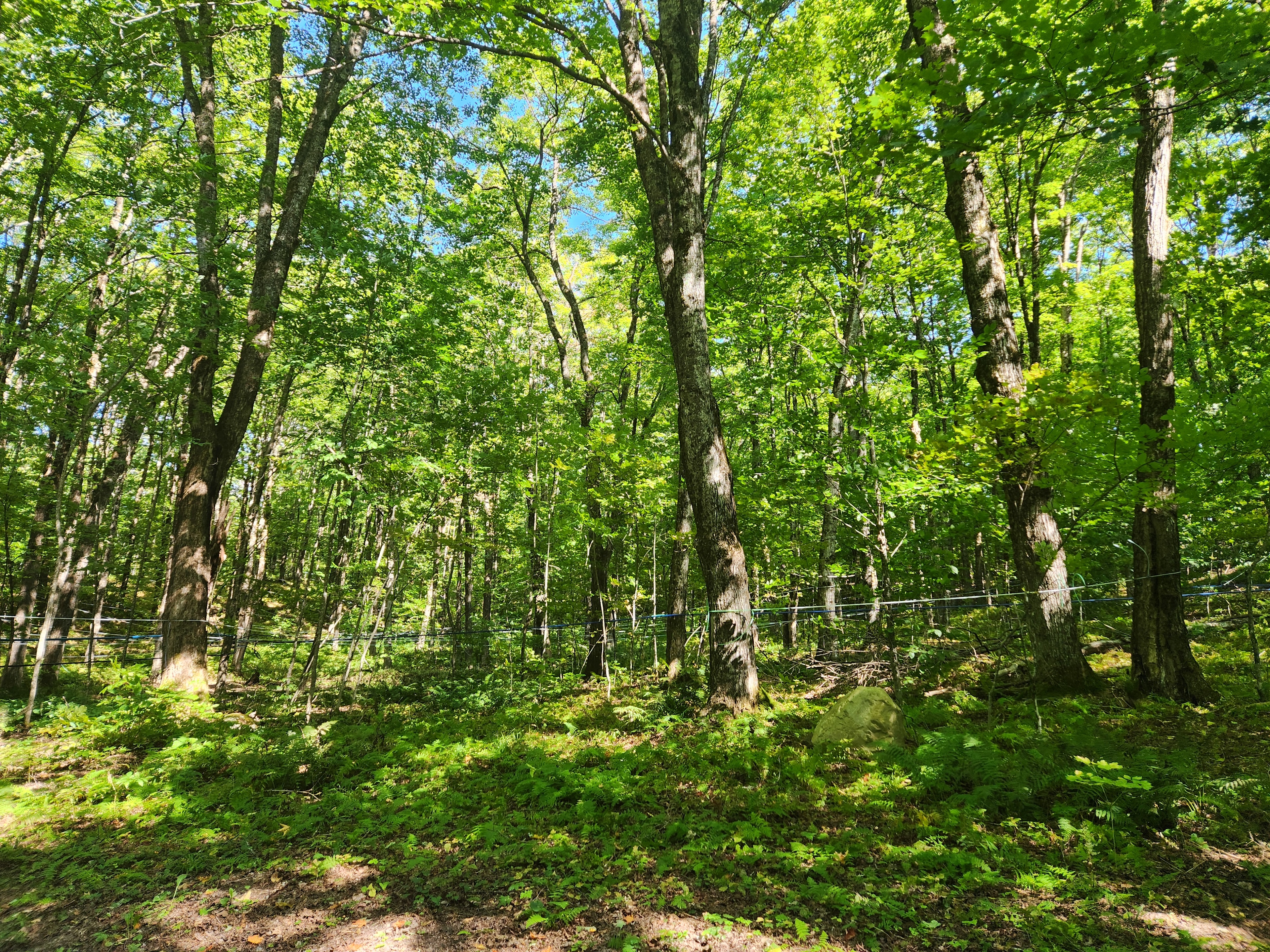 Maple Hollow Shelter