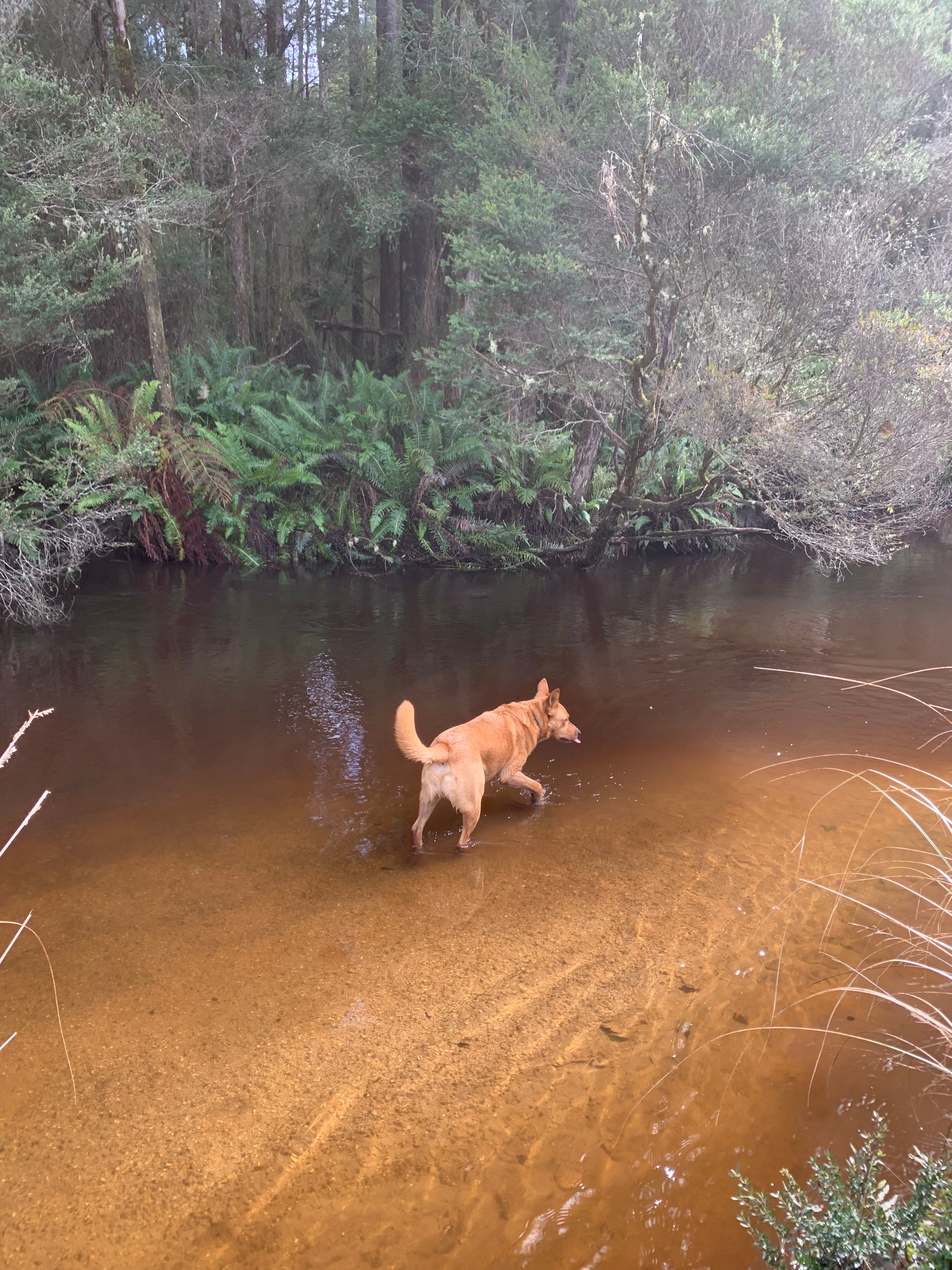 Organic Farm & Riverside Camping