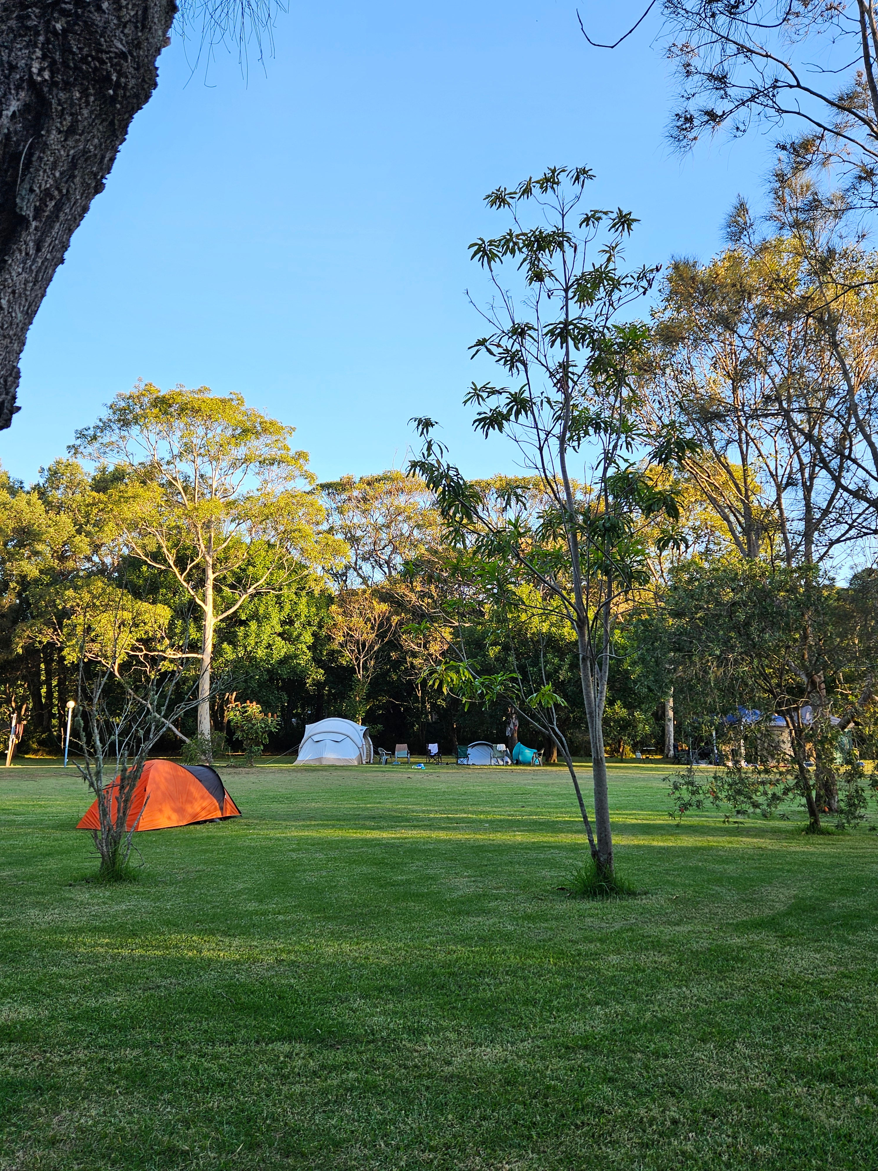 Melaleuca at One Mile
