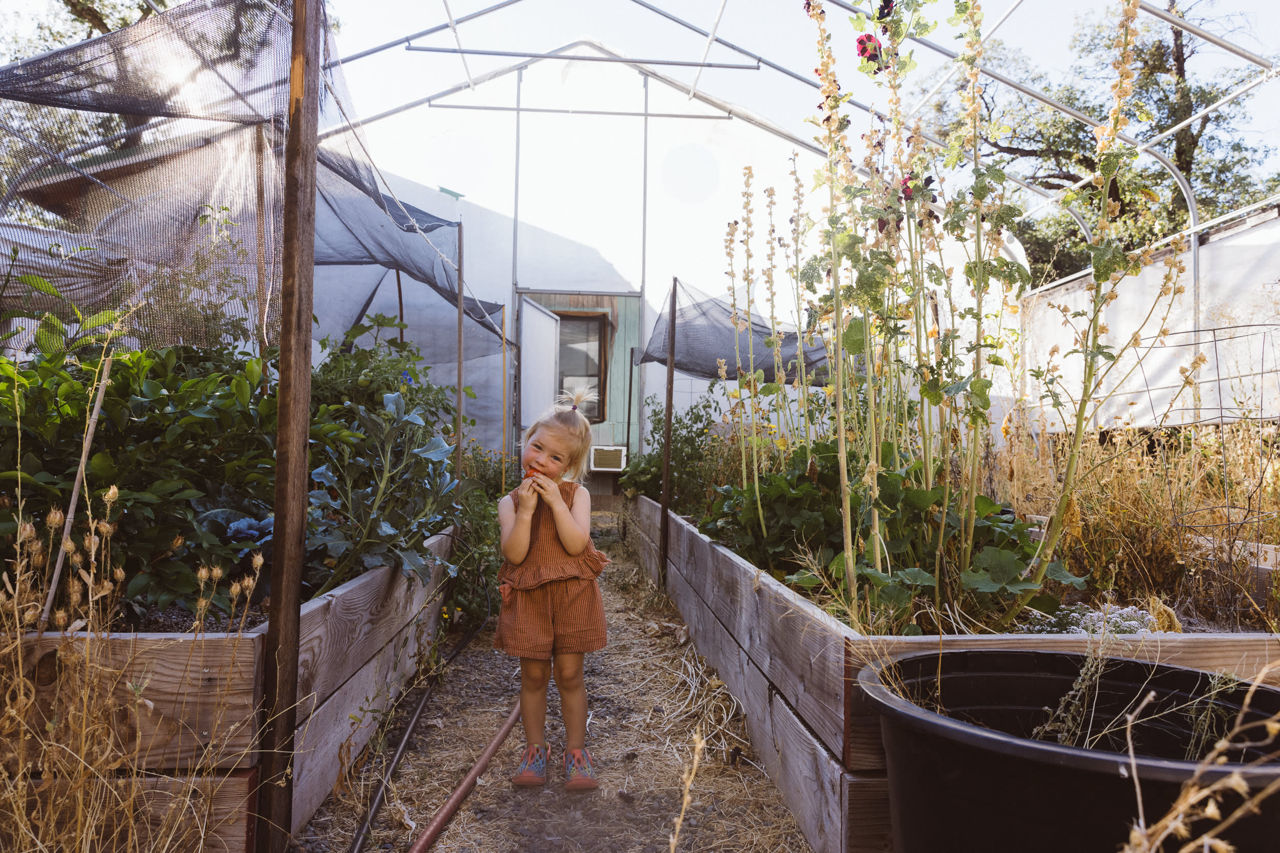 picking fresh produce in the glasshouse