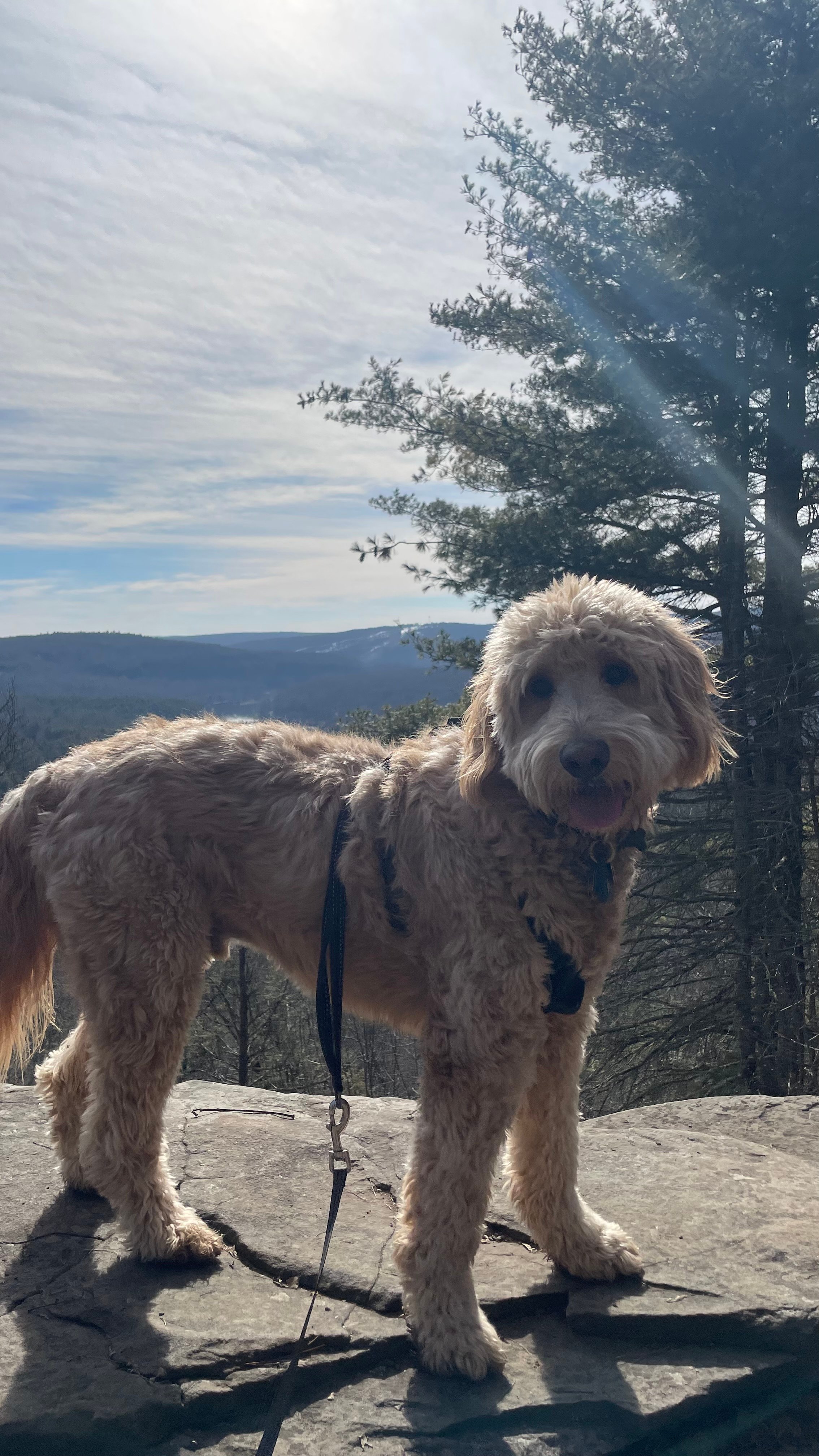 Take your pup on a Hike!