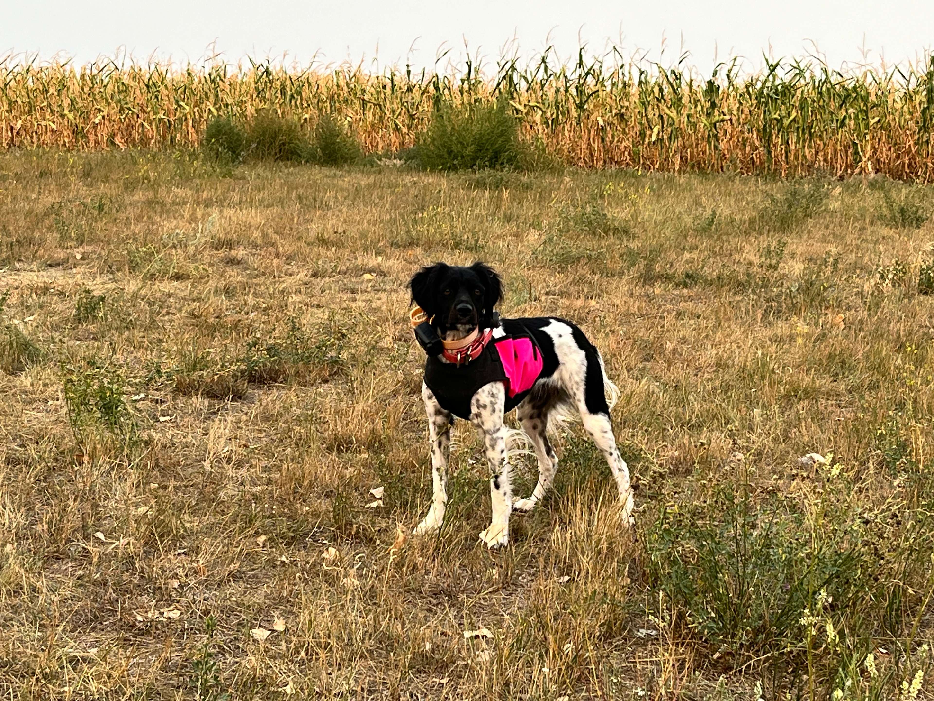 Rosie enjoying the camp