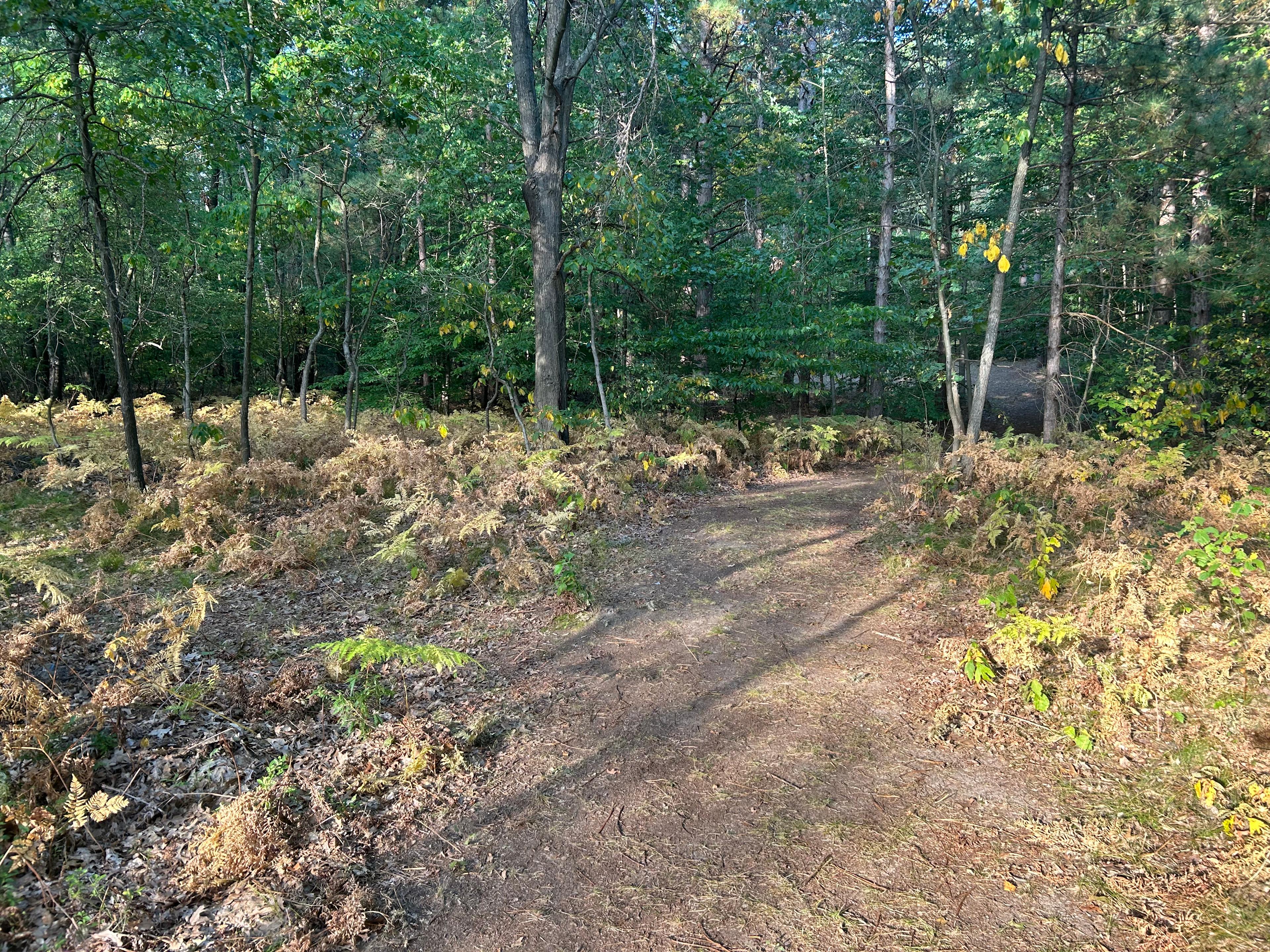 Soul Fire Forest