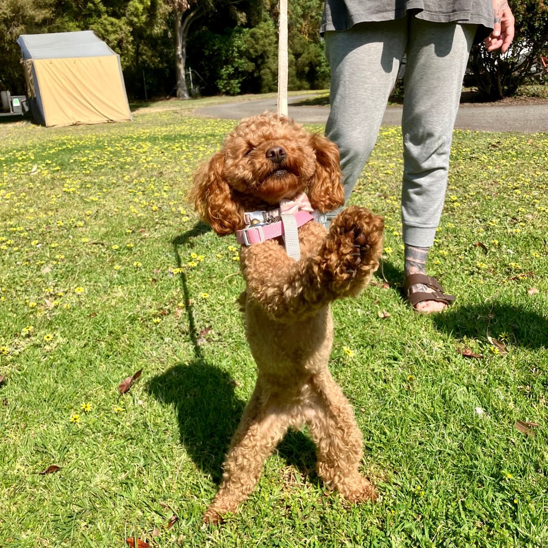 Lake Colac Holiday Park