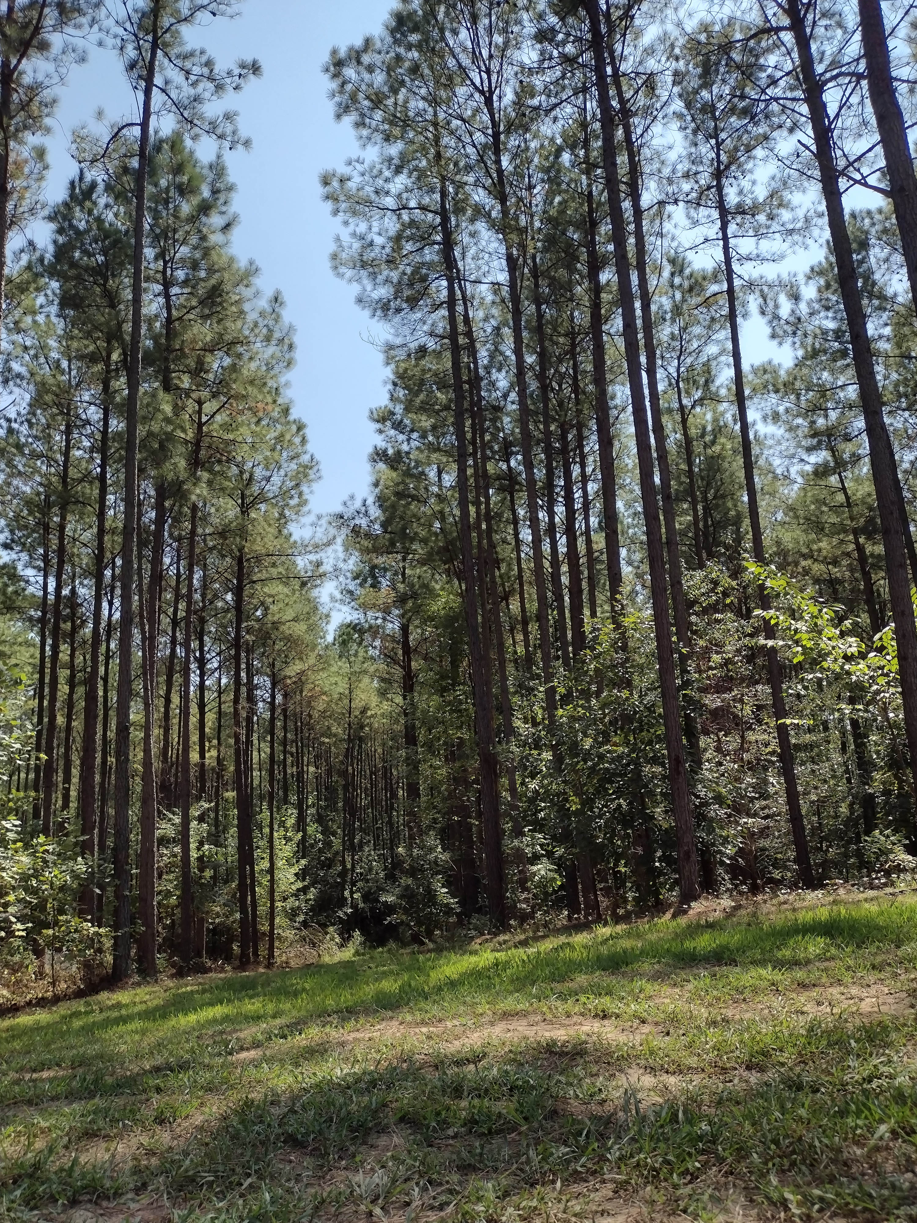 Dancing pines