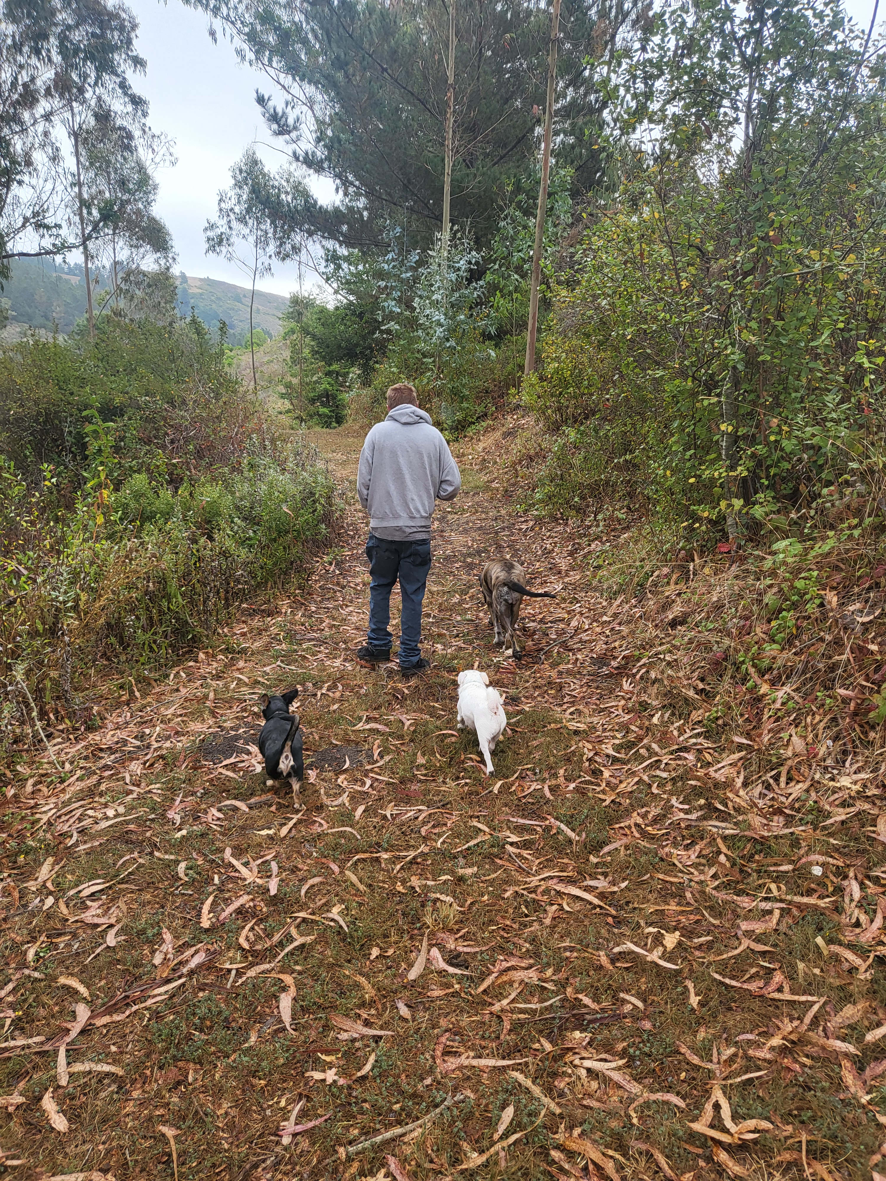 Lobitos Creek