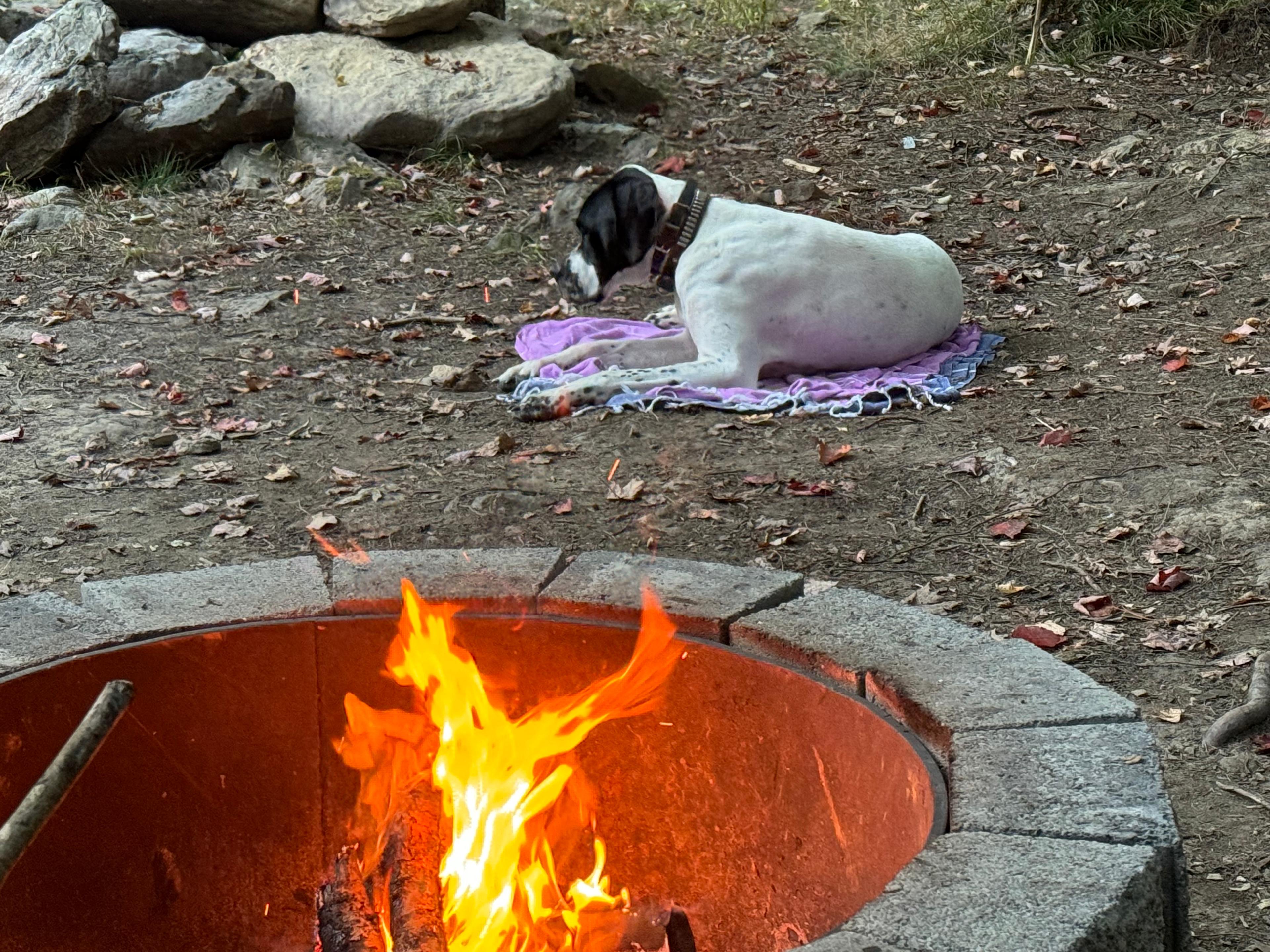 Clear Creek Cook Forest Campsite