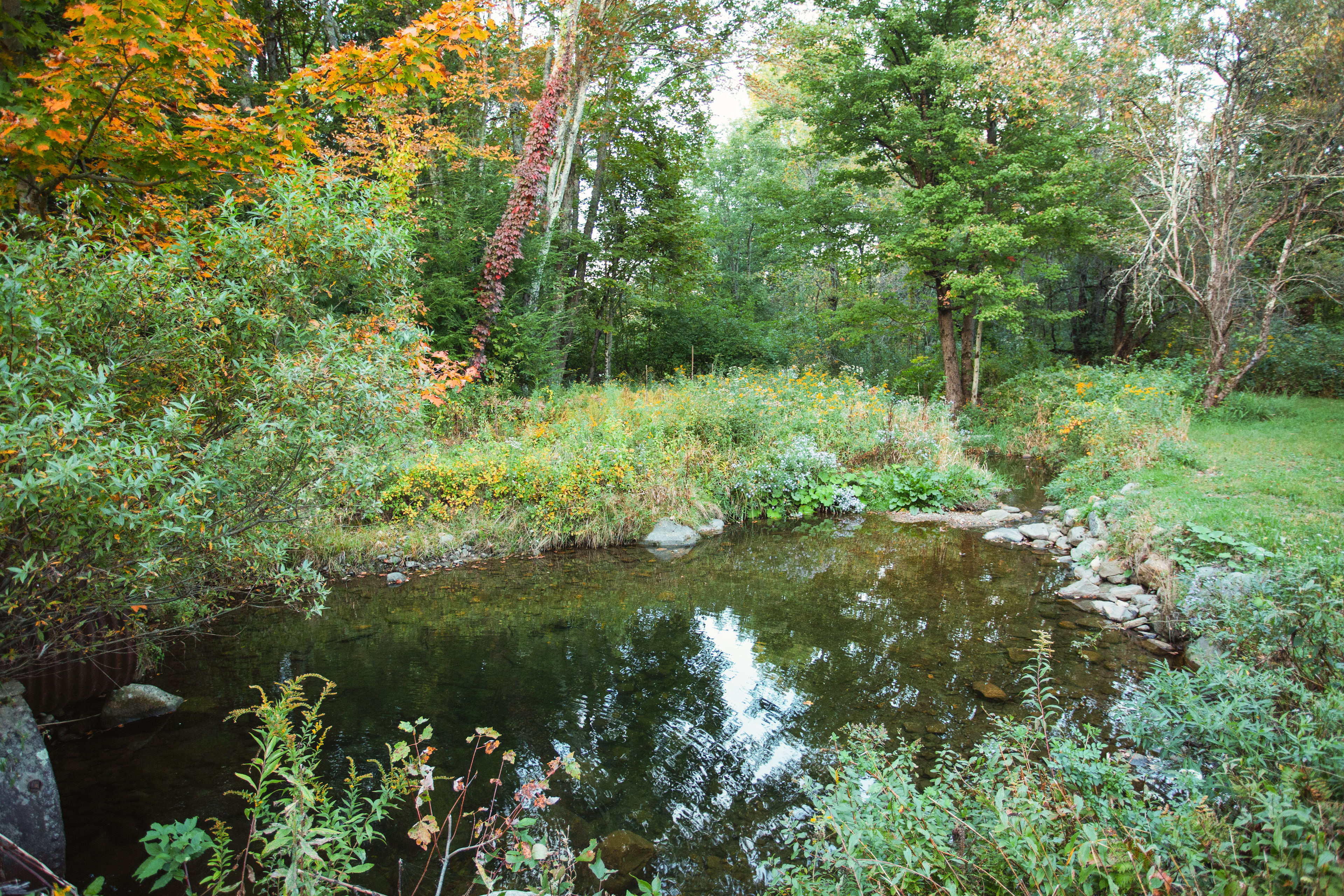 Watering hole