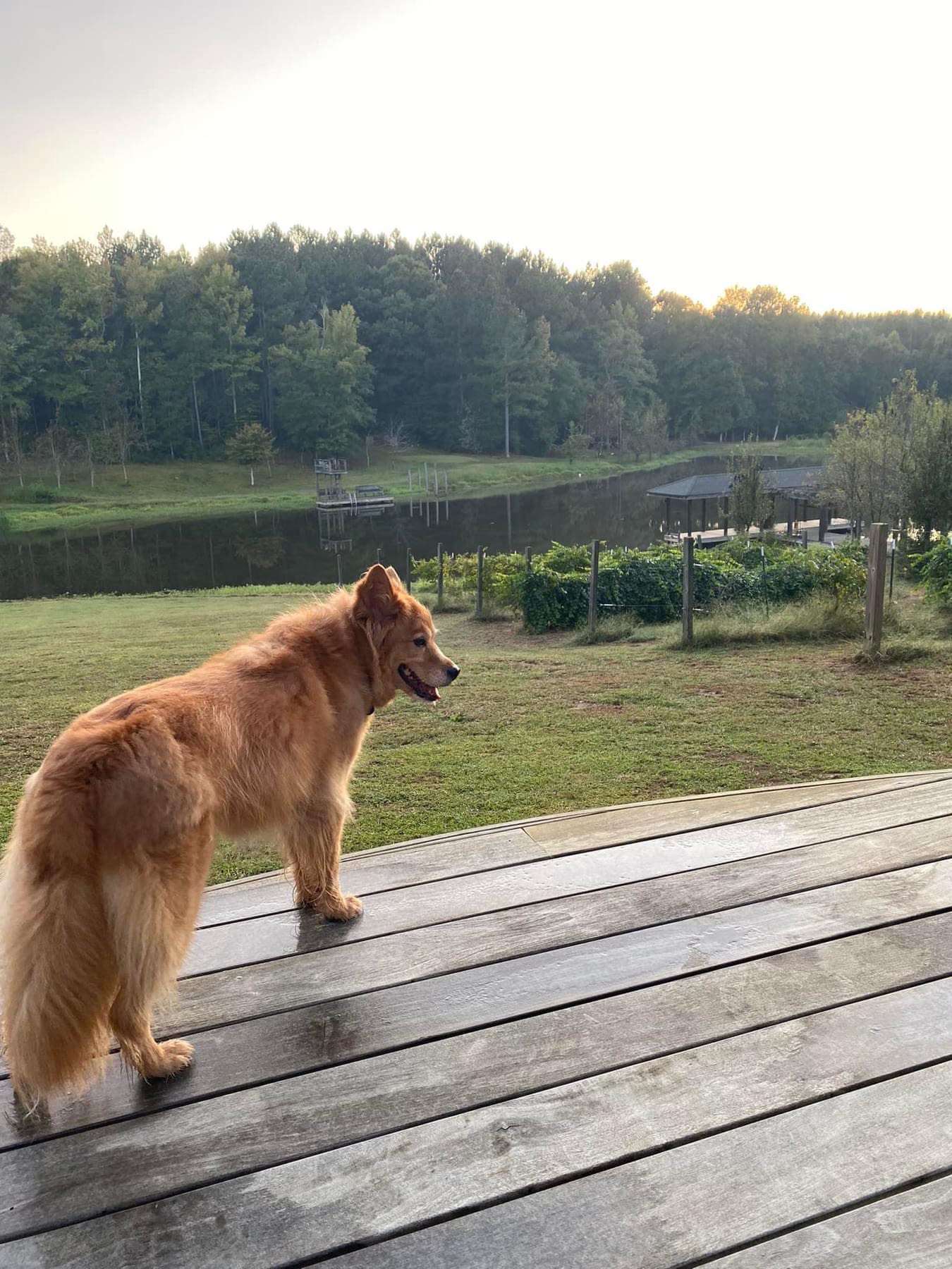 Mike's country home and land