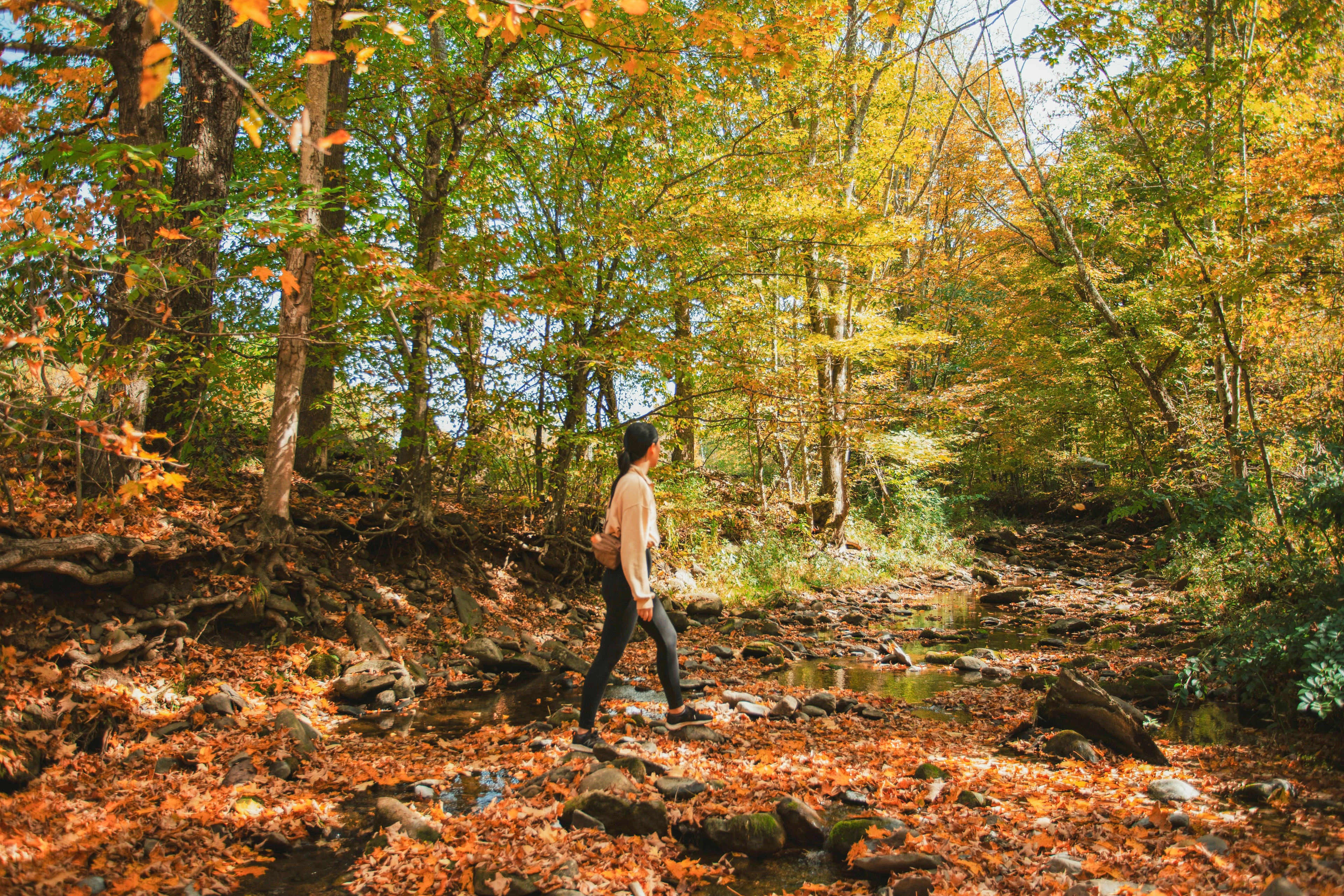 Bearkill Brook Campsite