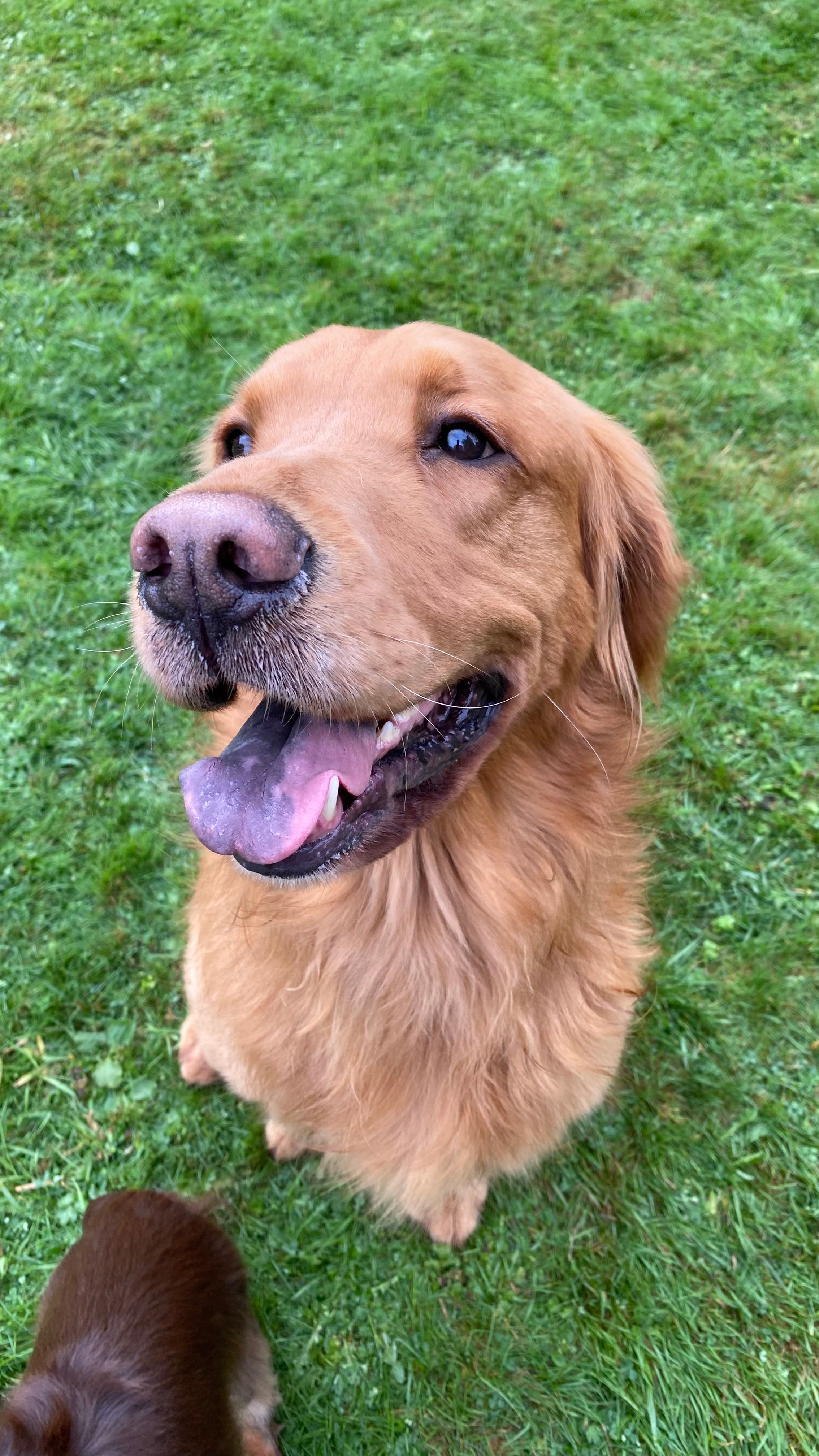 Better to Wake at the Lake